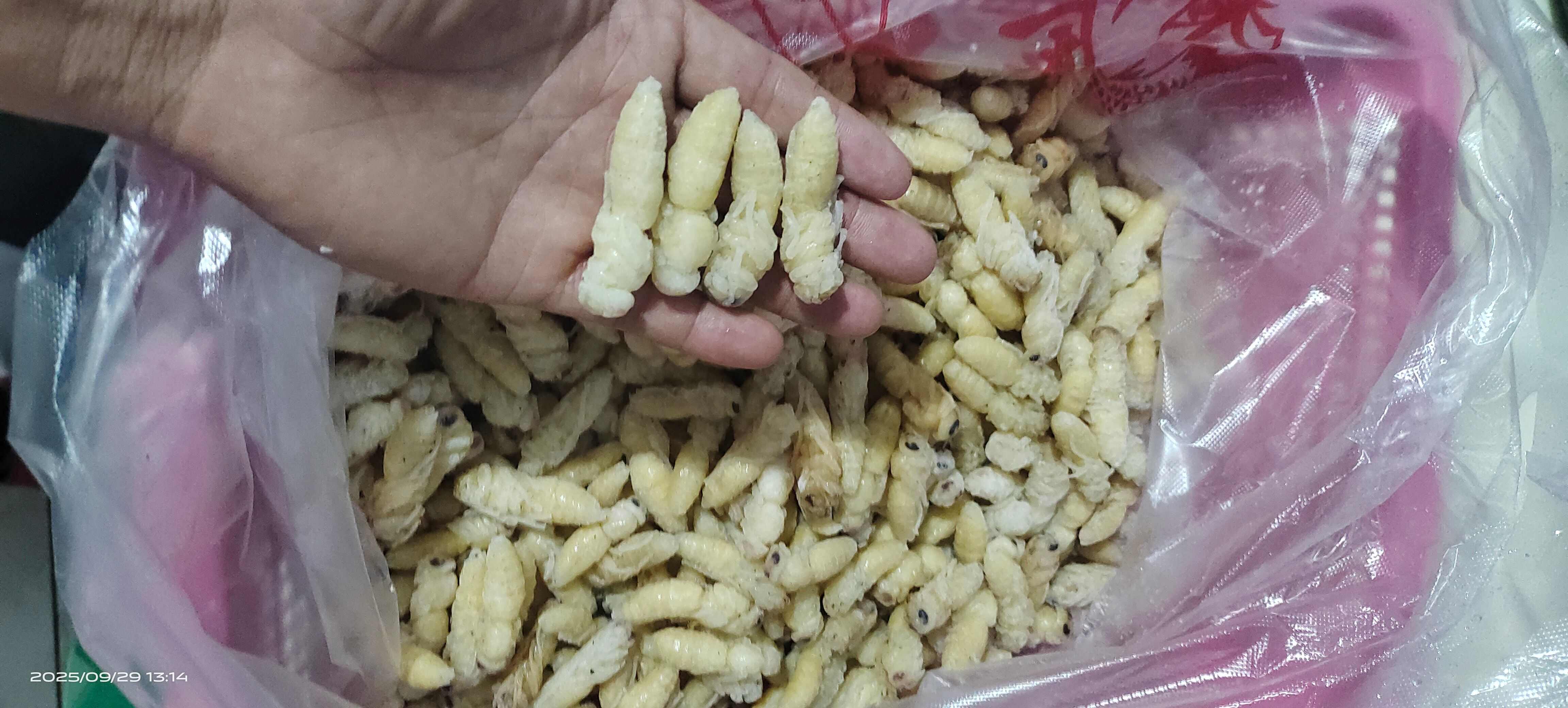 蜂蛹