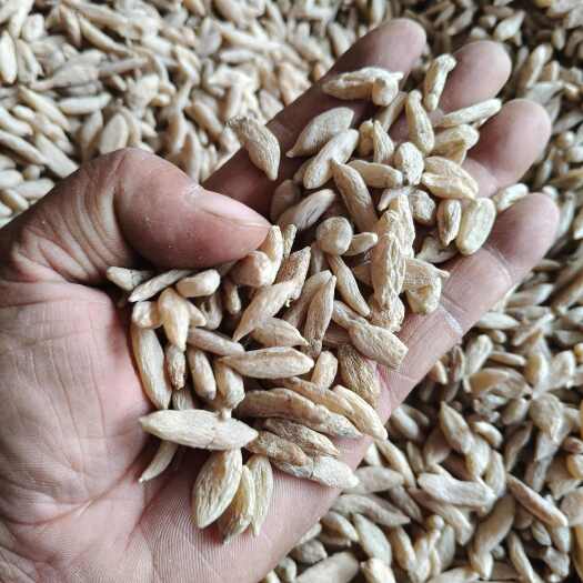 贵州铜仁麦冬 根茎类中药材 产地直发