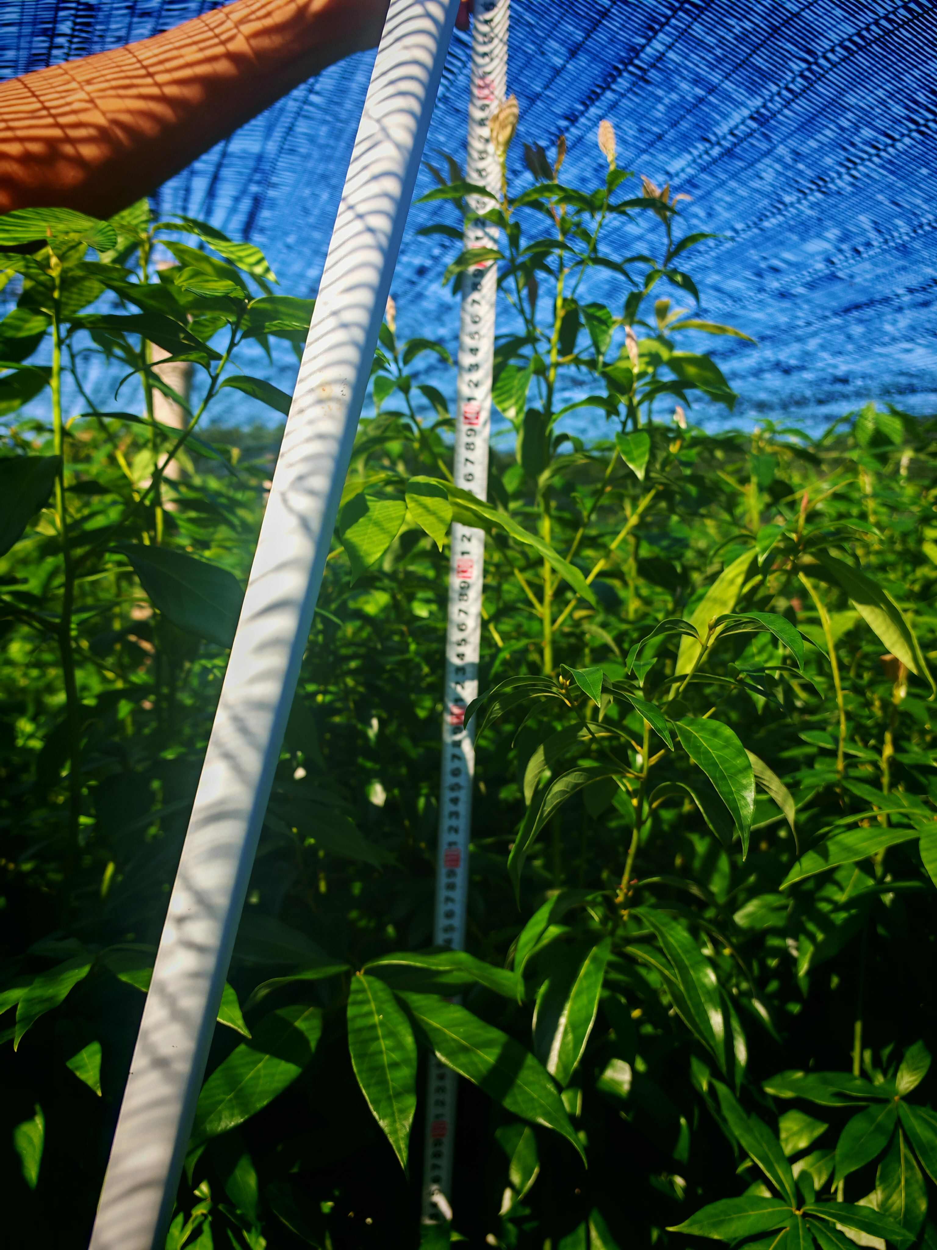 苗厂直供，没有中间商赚差价双六到10金丝楠木杯苗大量有货