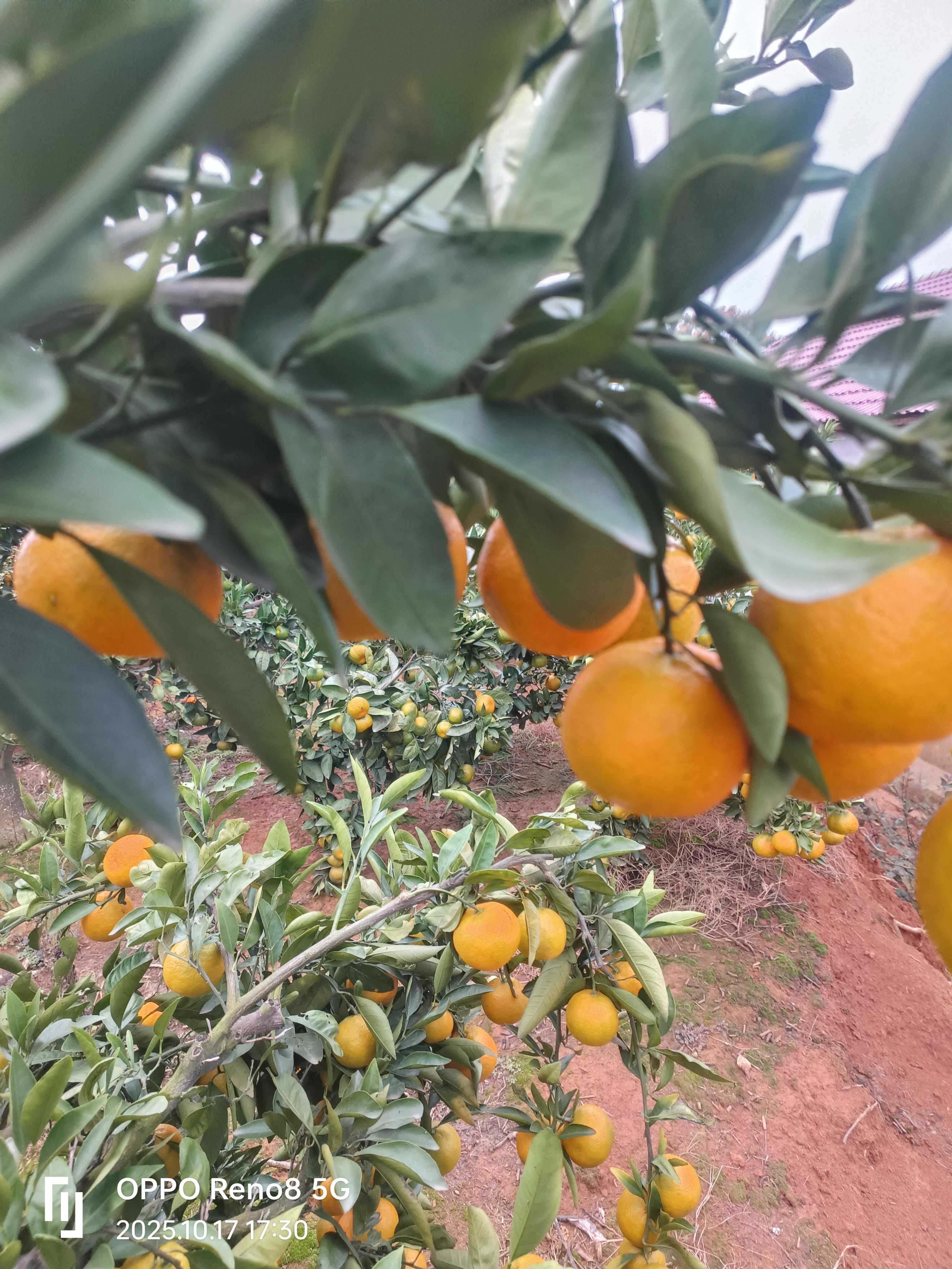 湖南澧县蜜桔 新鲜柑橘类水果产地直发