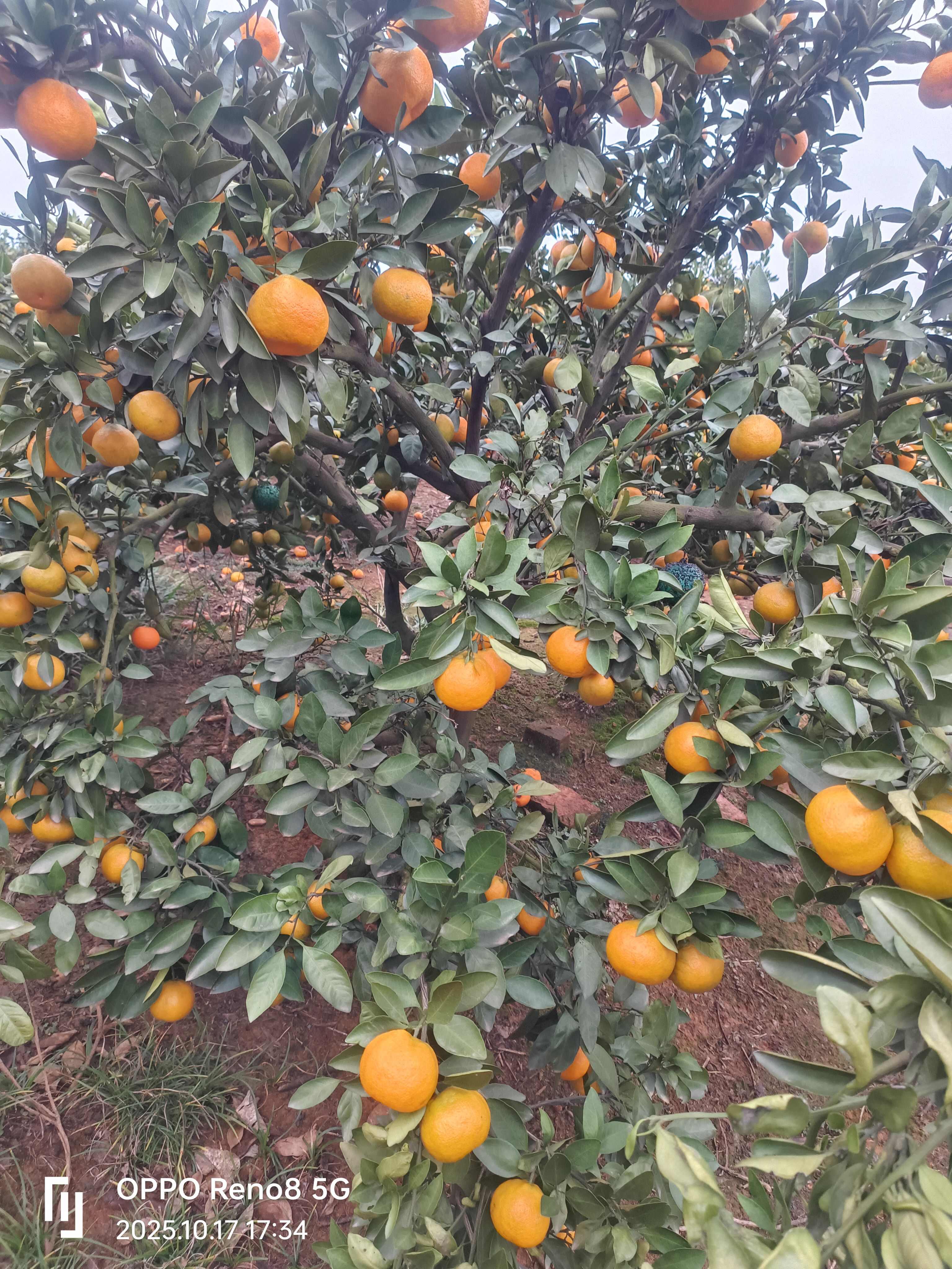 湖南澧县蜜桔 新鲜柑橘类水果产地直发