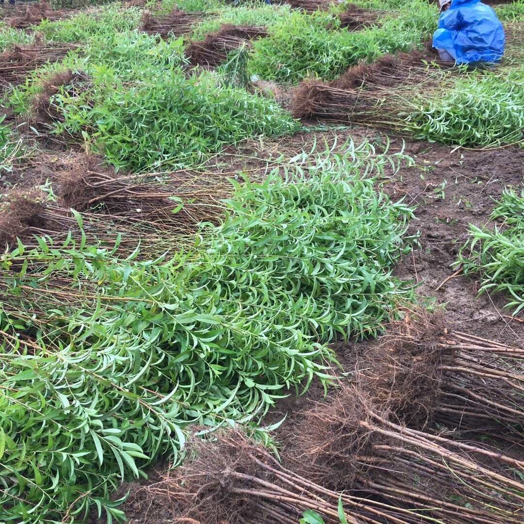 优质实生毛桃苗，可嫁接桃杏李梅枮木。