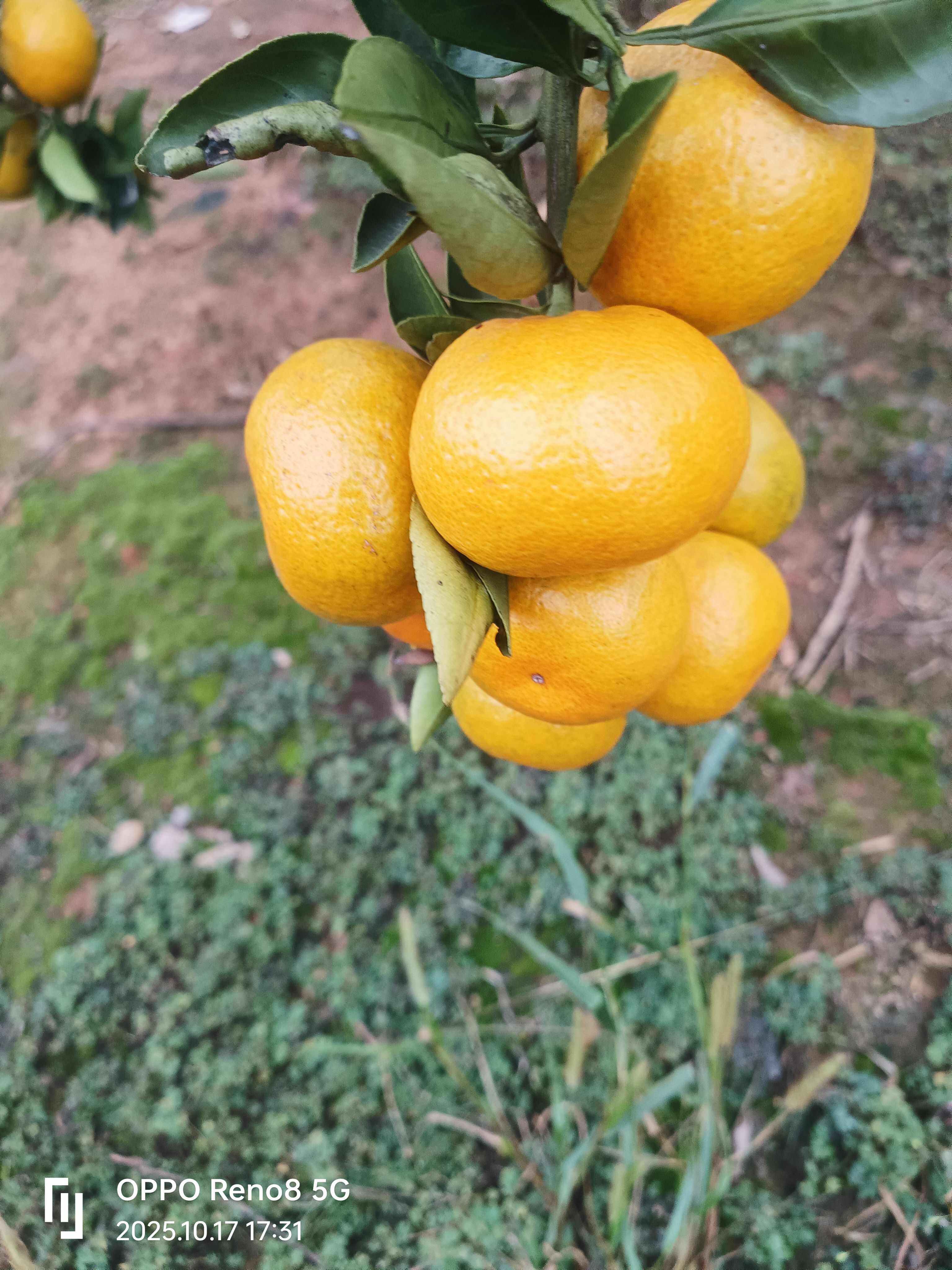 湖南澧县蜜桔 新鲜柑橘类水果产地直发
