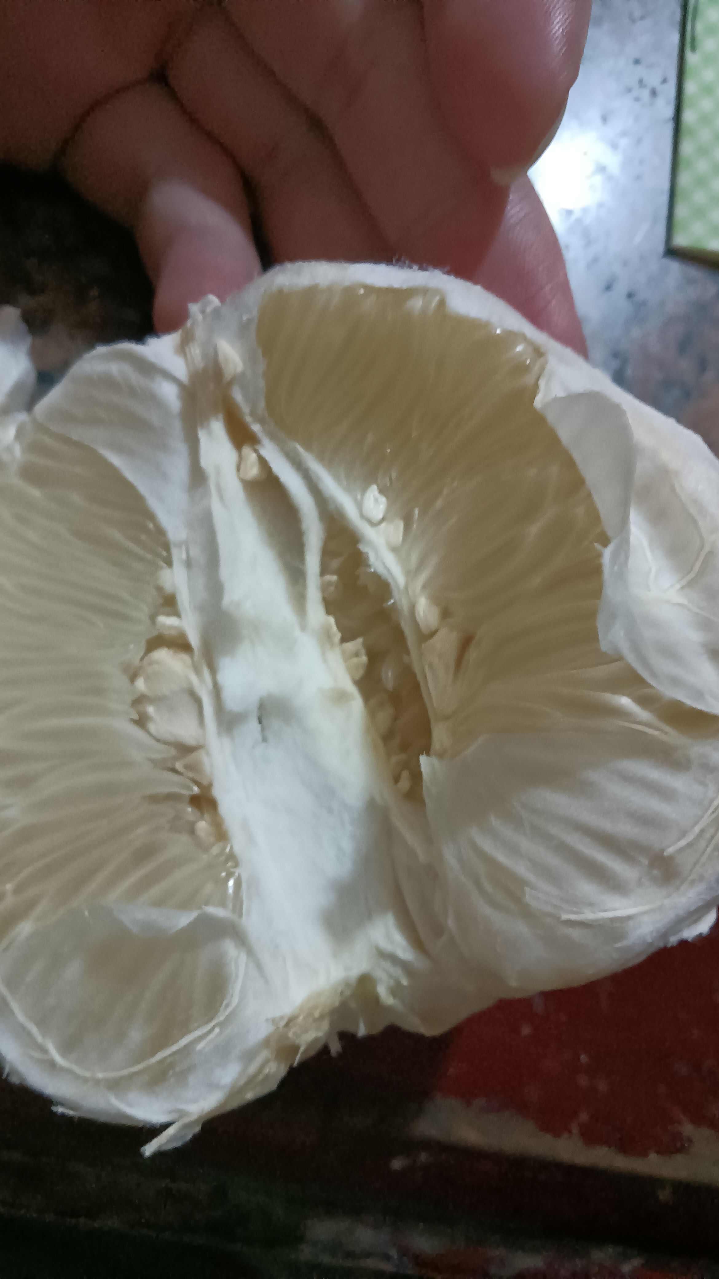 金兰柚