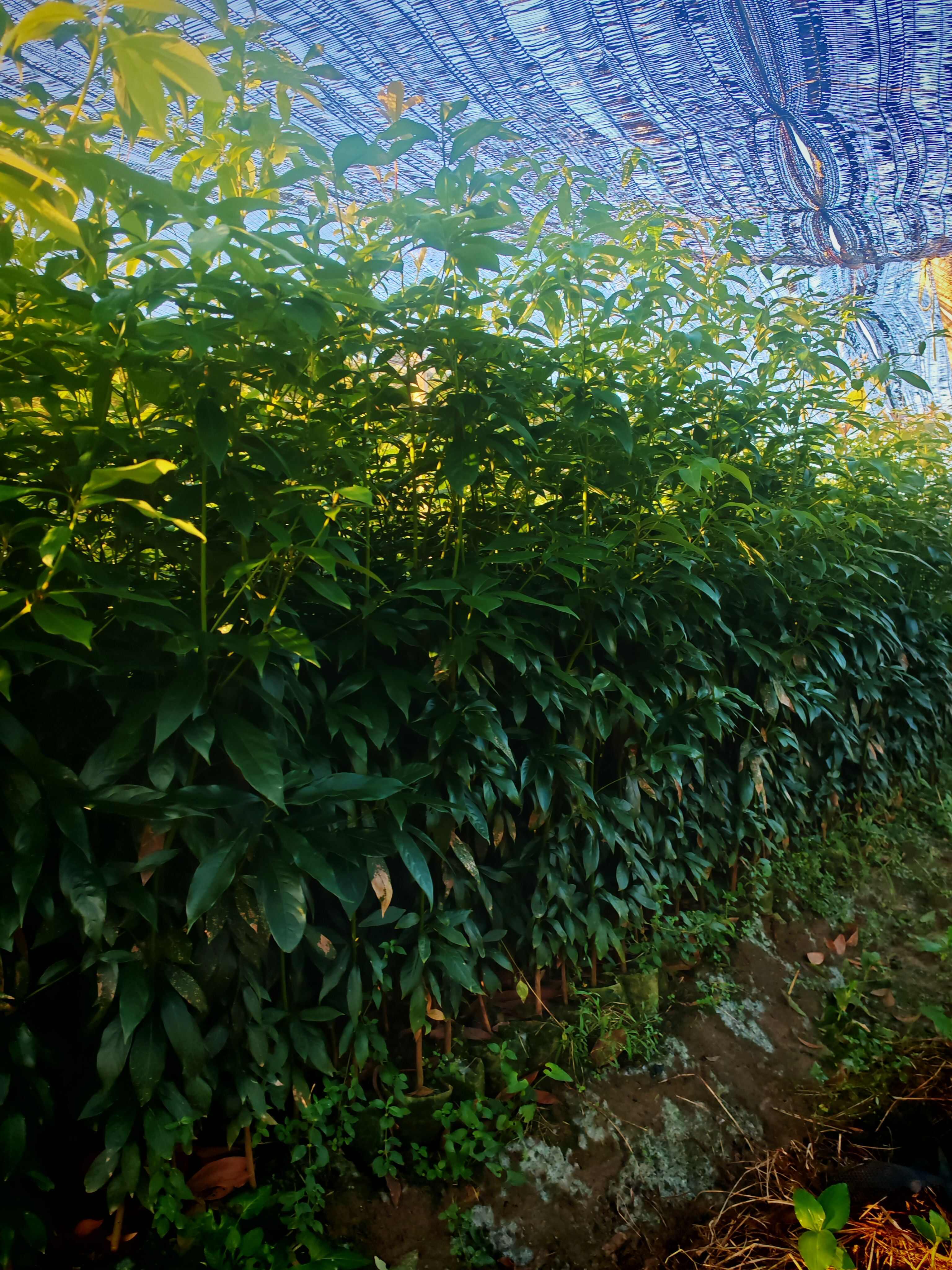 苗厂直供，没有中间商赚差价双六到10金丝楠木杯苗大量有货