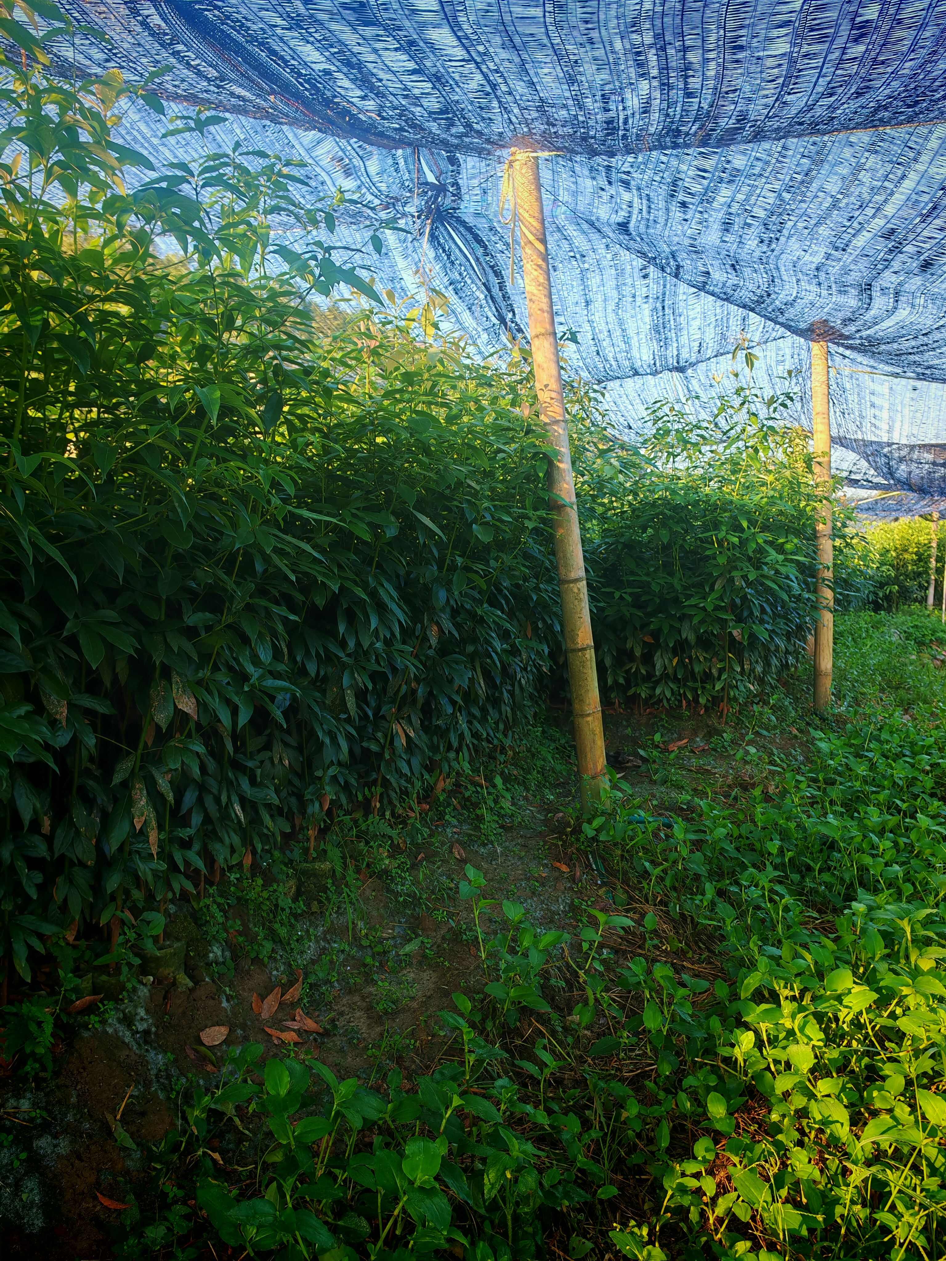 苗厂直供，没有中间商赚差价双六到10金丝楠木杯苗大量有货