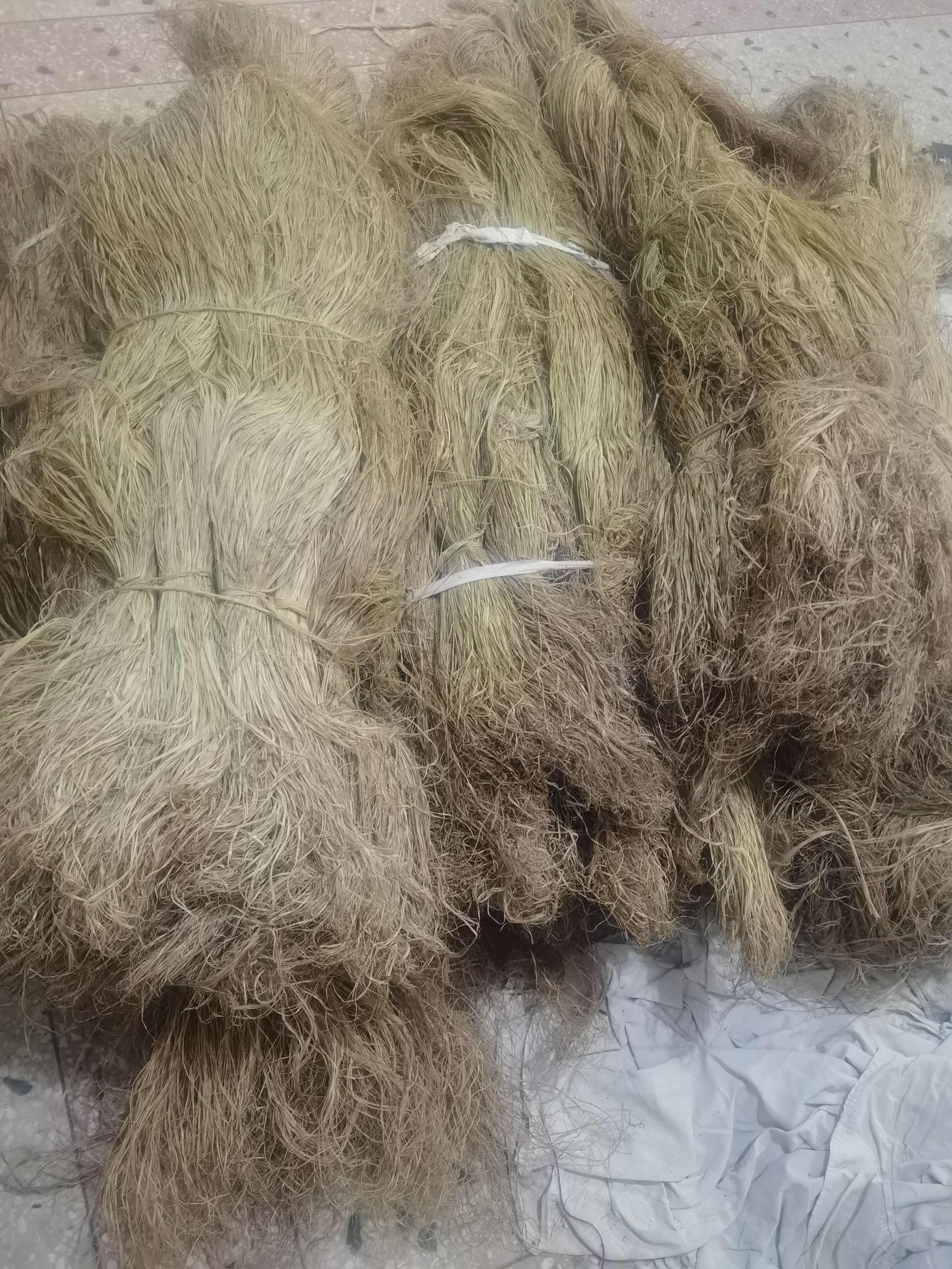 苎麻