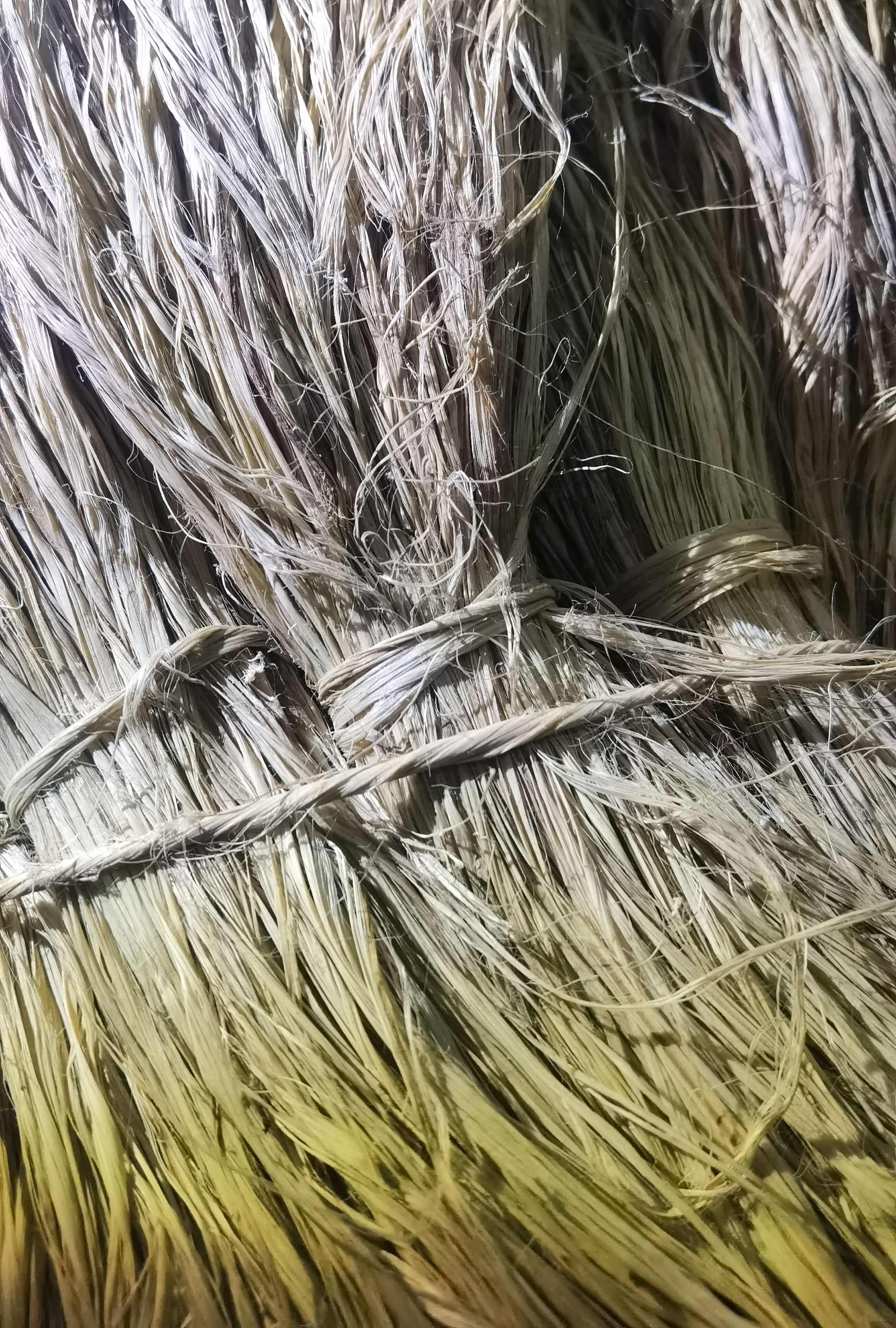 苎麻