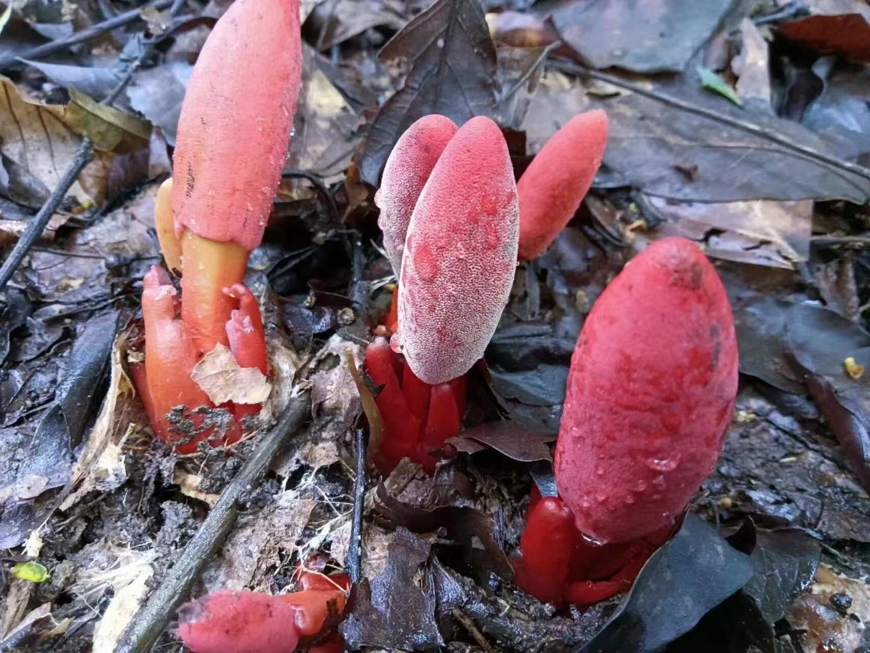 回春草文王一支笔蛇菰大山深处产地一手货源产地直供干货鲜货供应