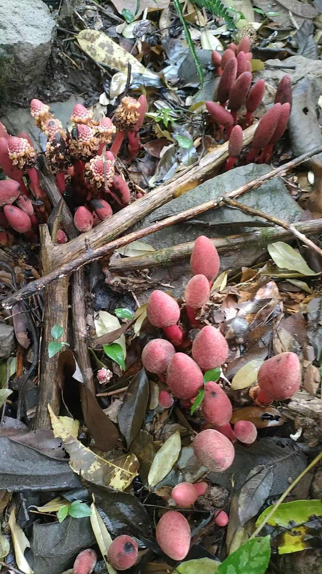回春草文王一支笔蛇菰大山深处产地一手货源产地直供干货鲜货供应