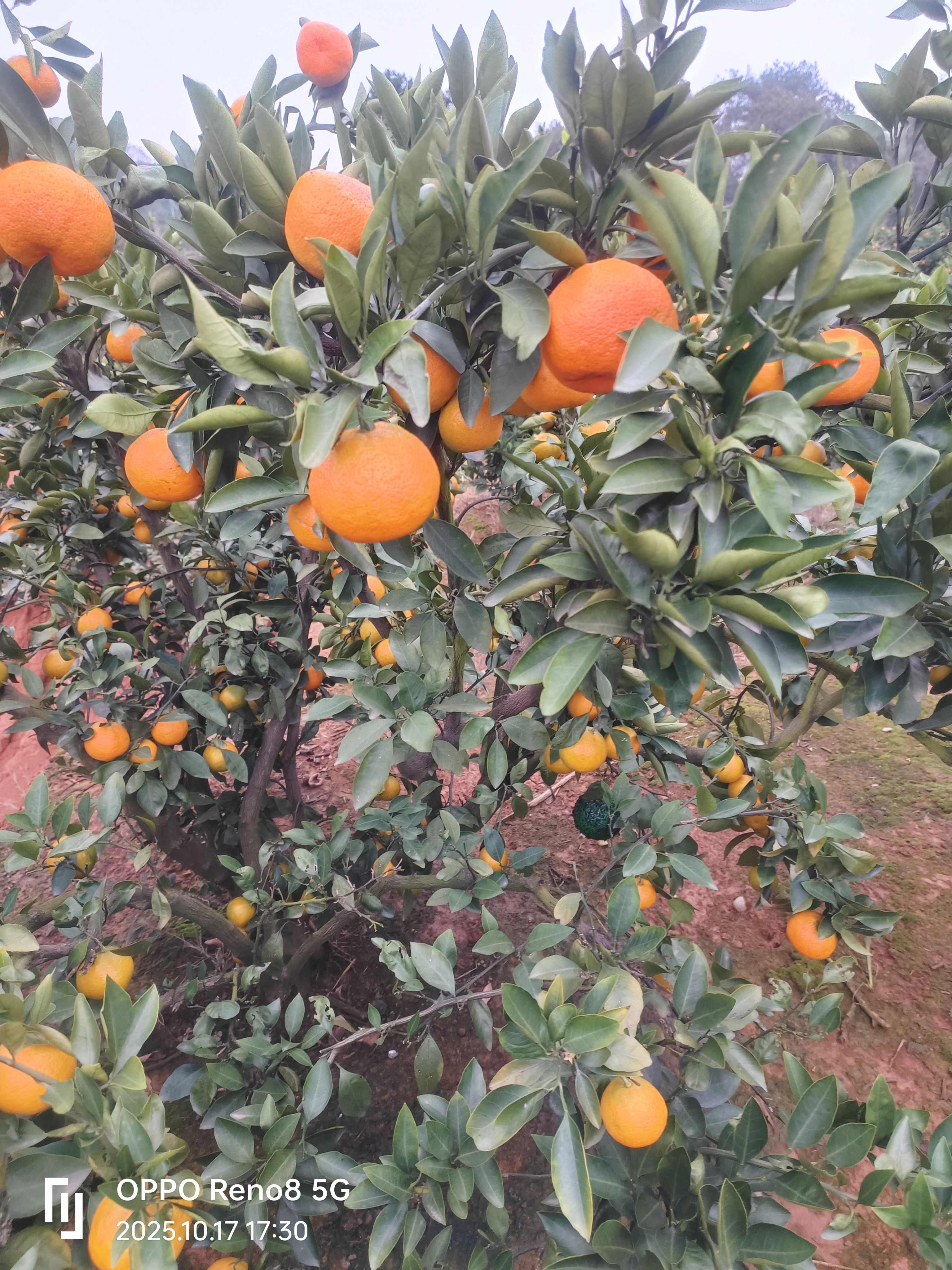 湖南澧县蜜桔 新鲜柑橘类水果产地直发