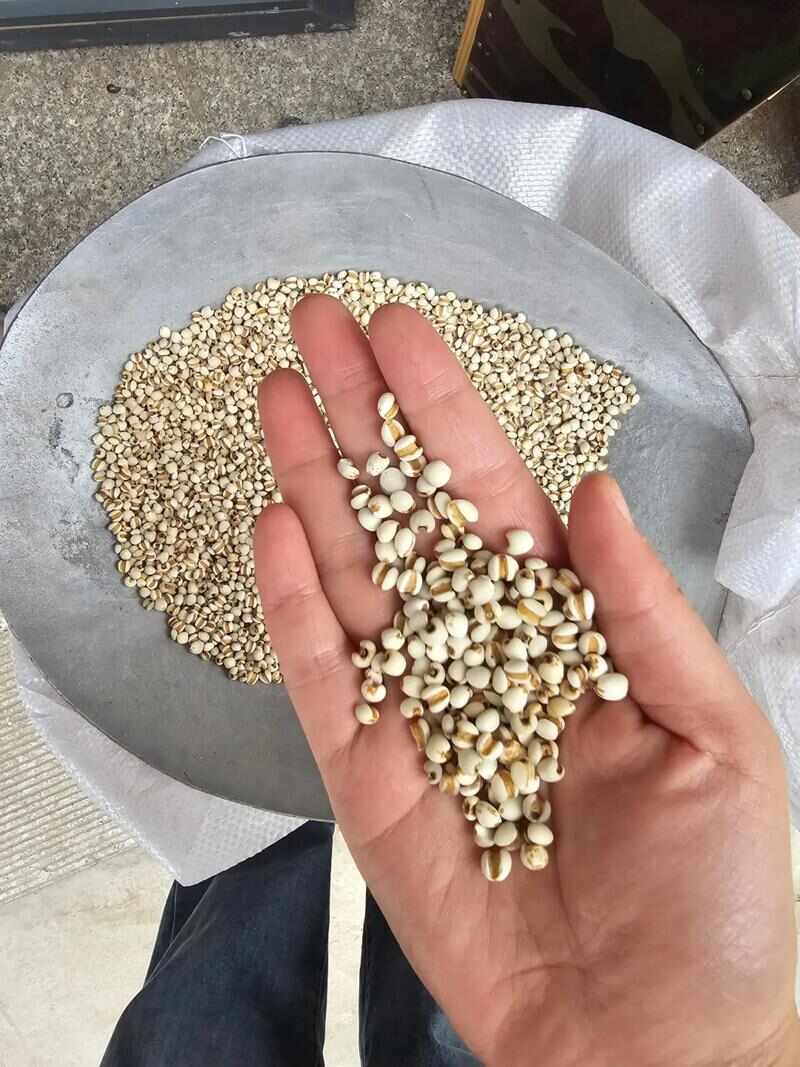 生薏仁