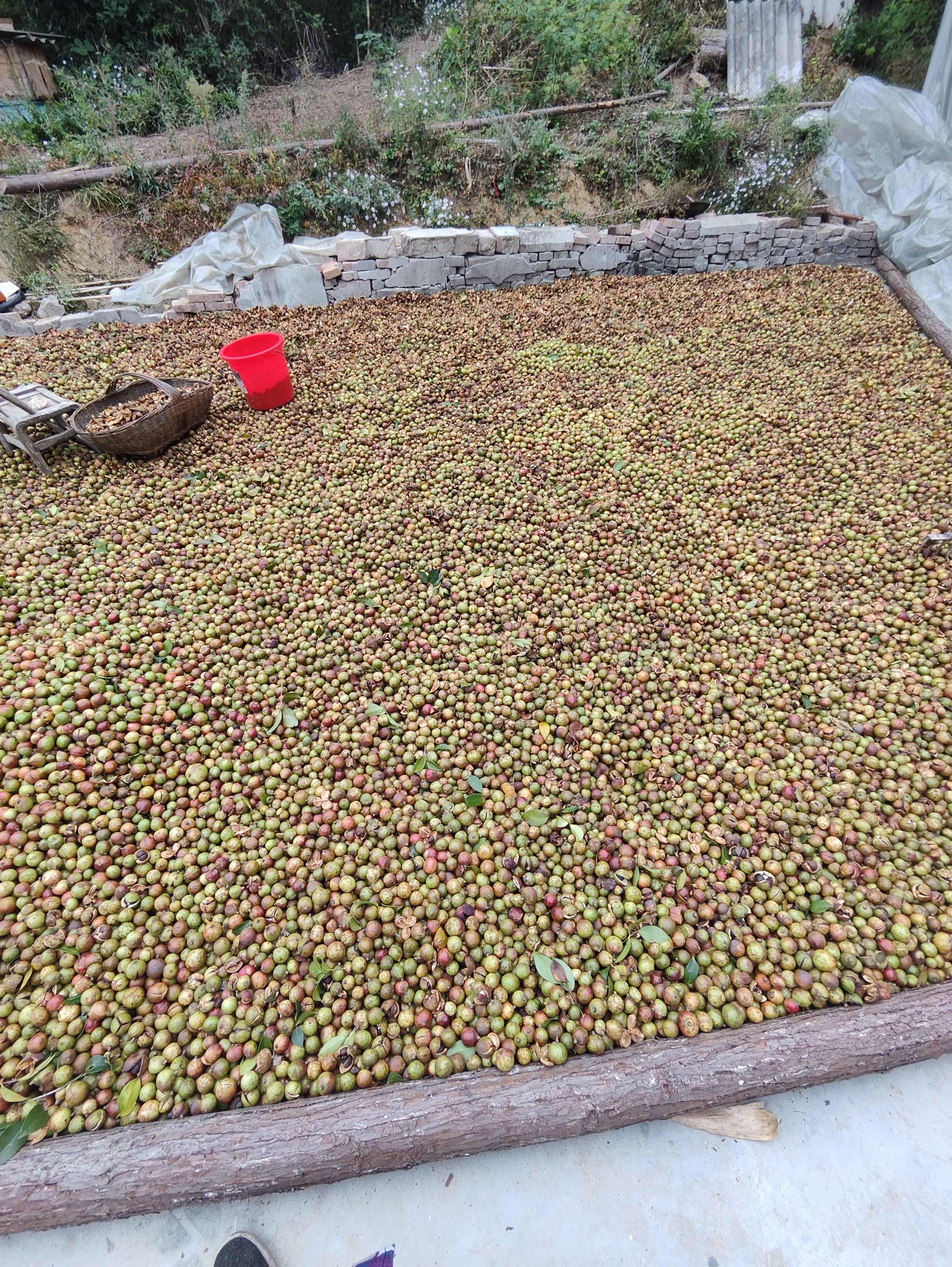 干茶籽