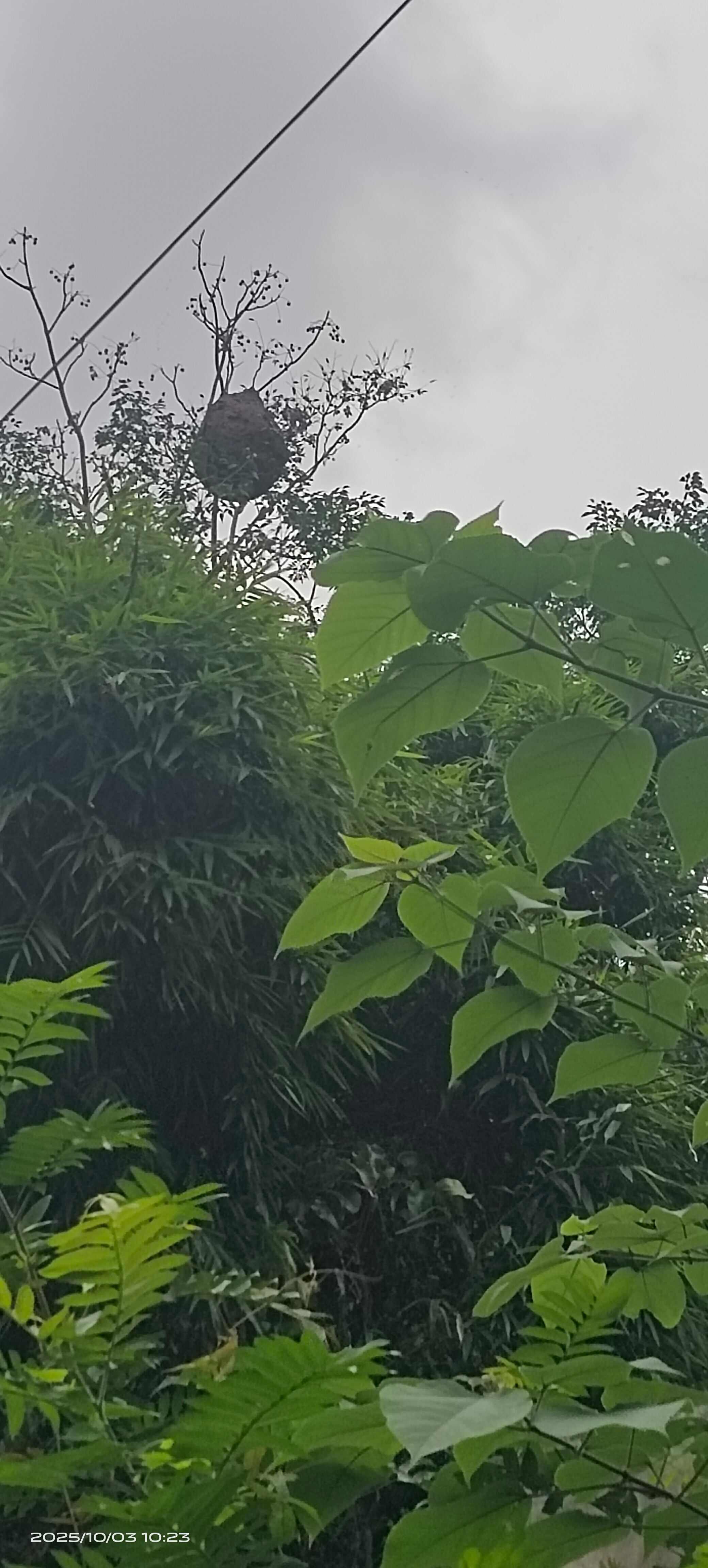 蜂蛹