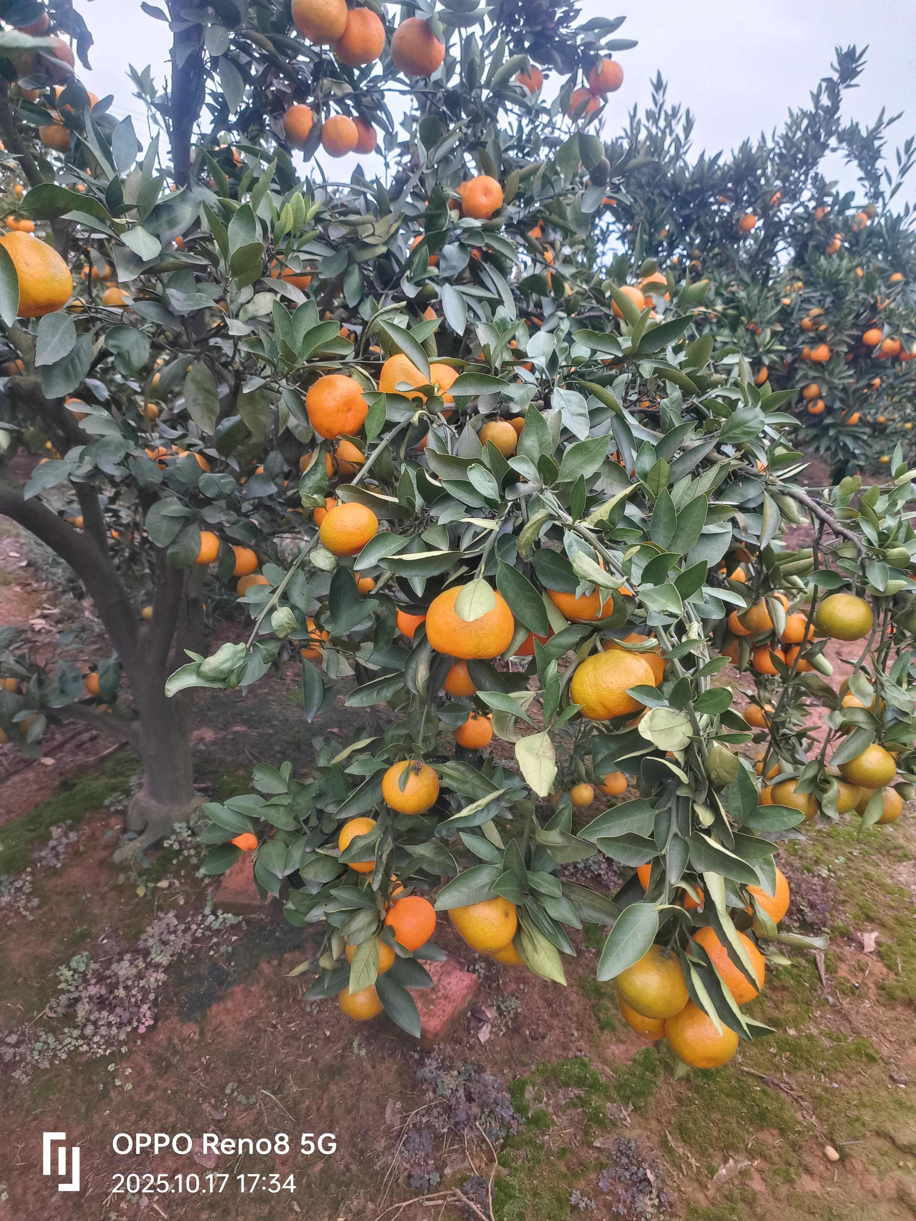 湖南澧县蜜桔 新鲜柑橘类水果产地直发