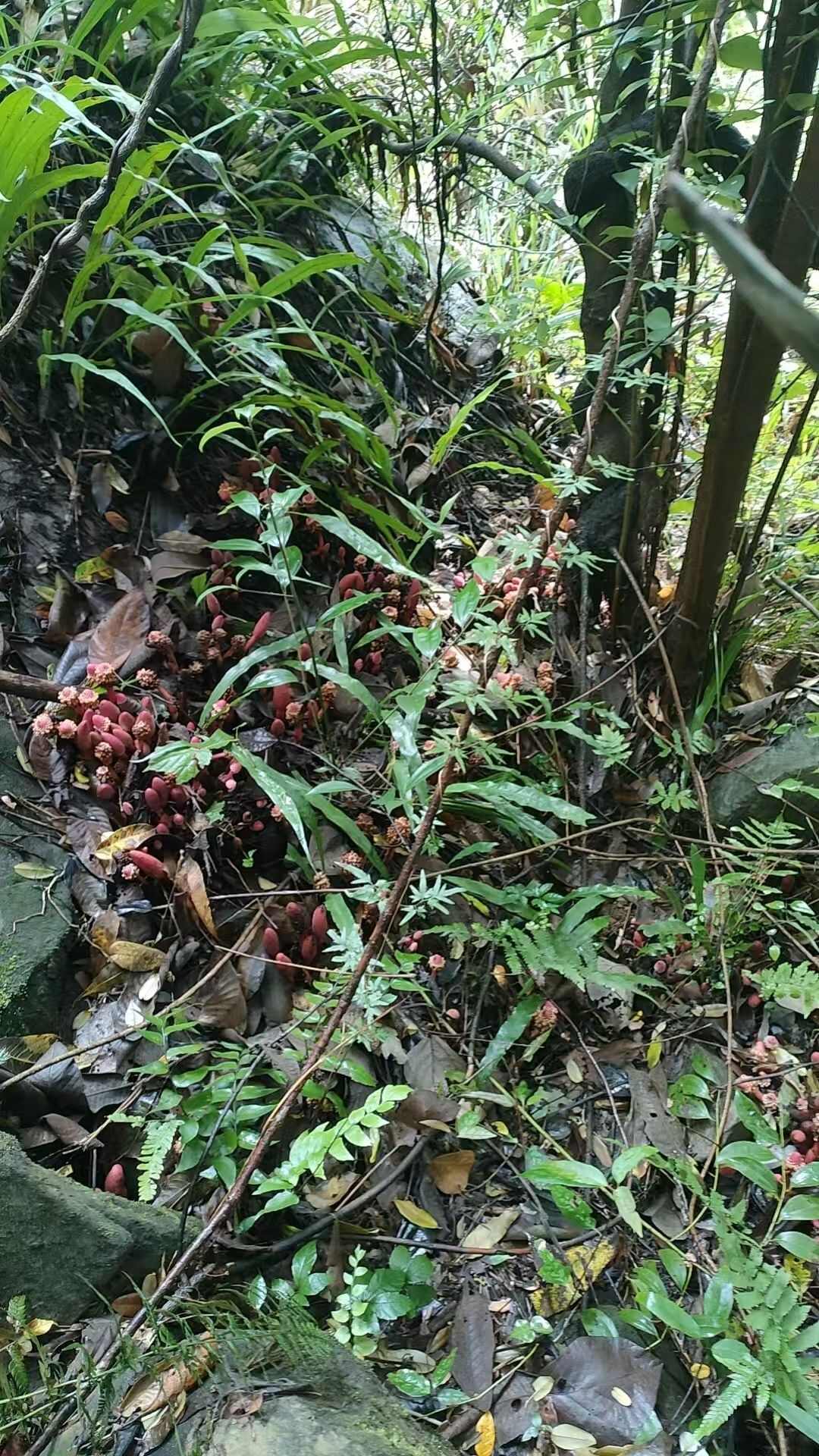 回春草文王一支笔蛇菰大山深处产地一手货源产地直供干货鲜货供应
