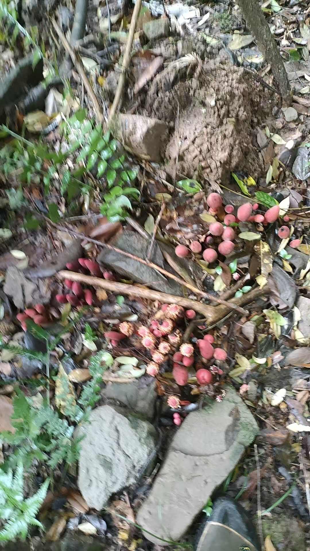 回春草文王一支笔蛇菰大山深处产地一手货源产地直供干货鲜货供应