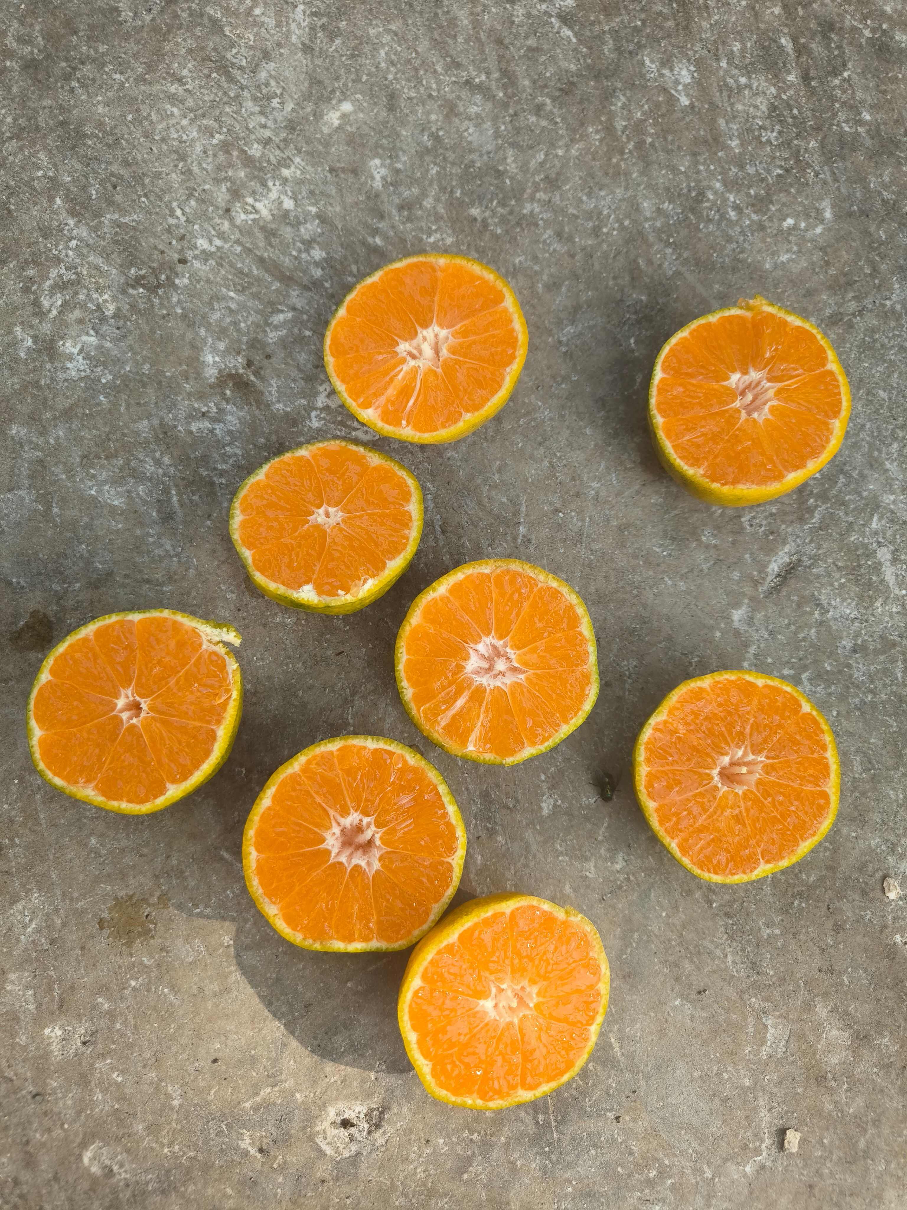 湖南石门蜜橘大量上市