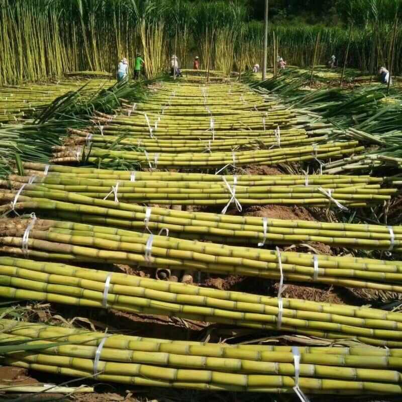 黄皮甘蔗，糖度高，水分充足，大量有货，代发全国