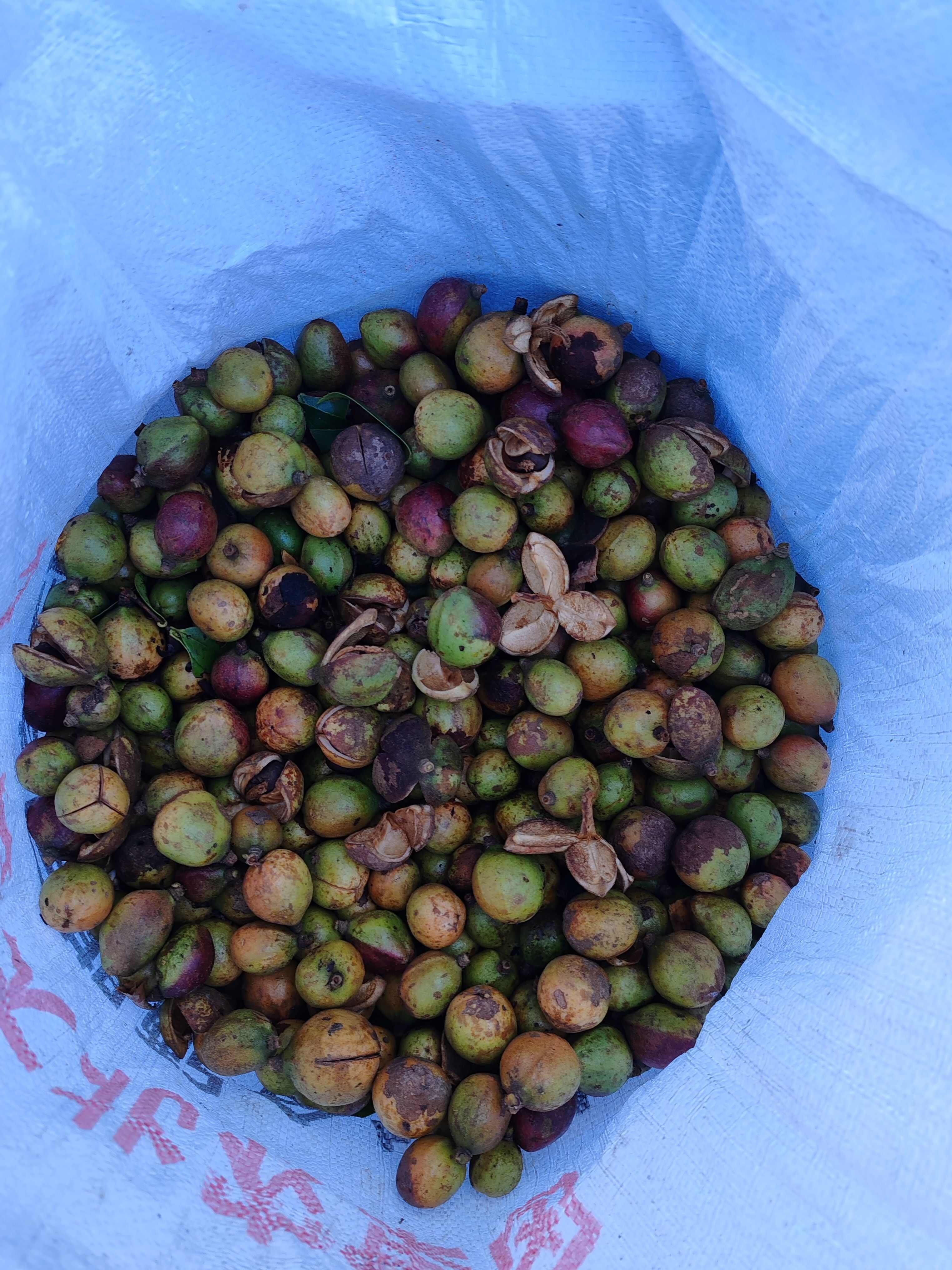 高山长林系列茶果产地直供优质油料原料