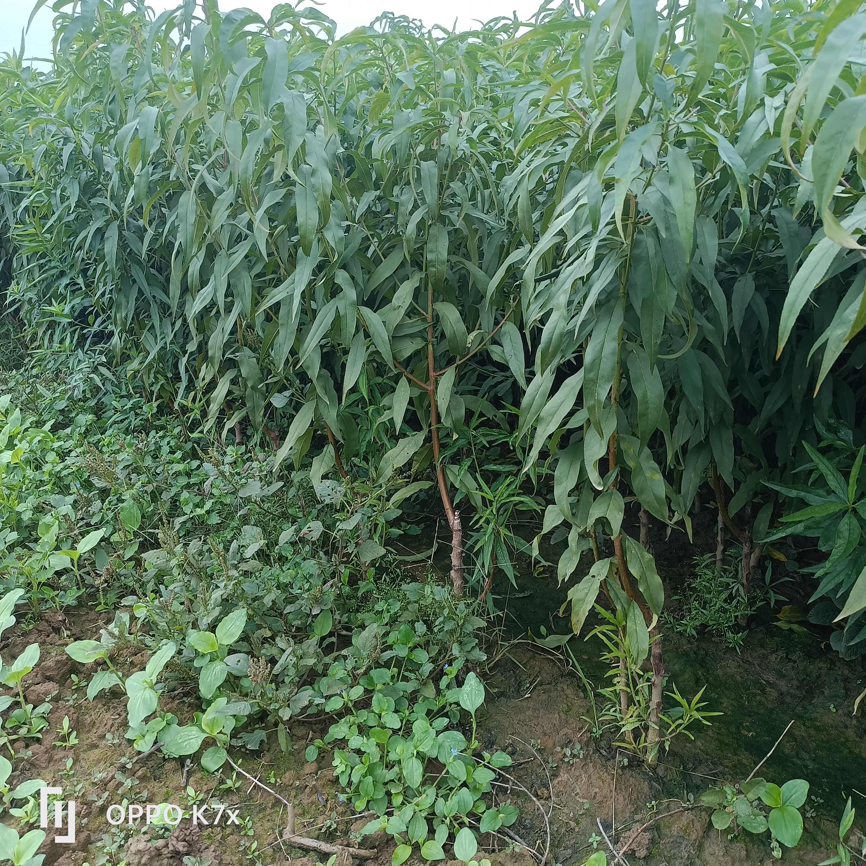 优质桃品种，霸王脆，中桃25，中桃24红肉桃树苗等