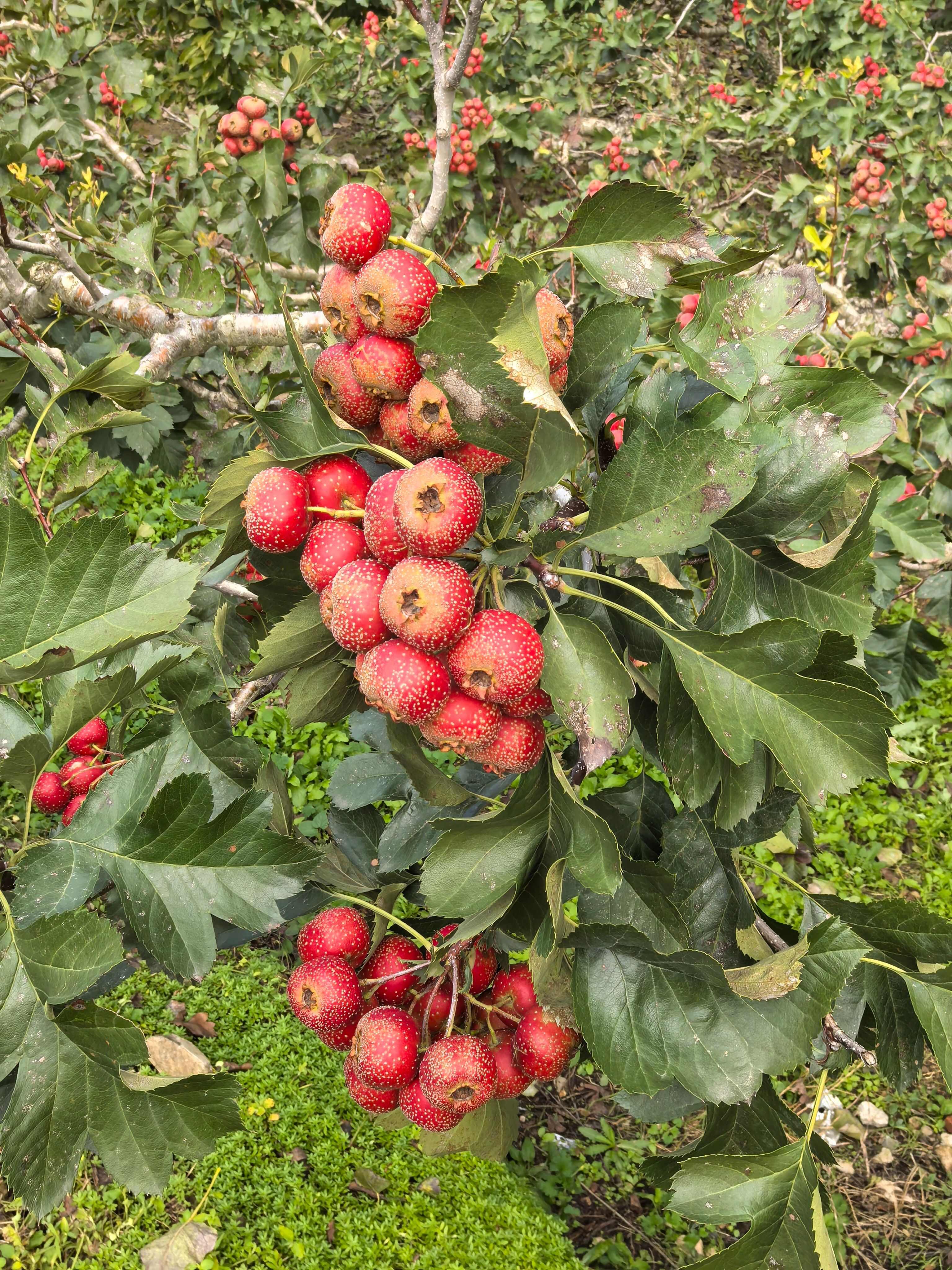 大金星，量大几十万斤