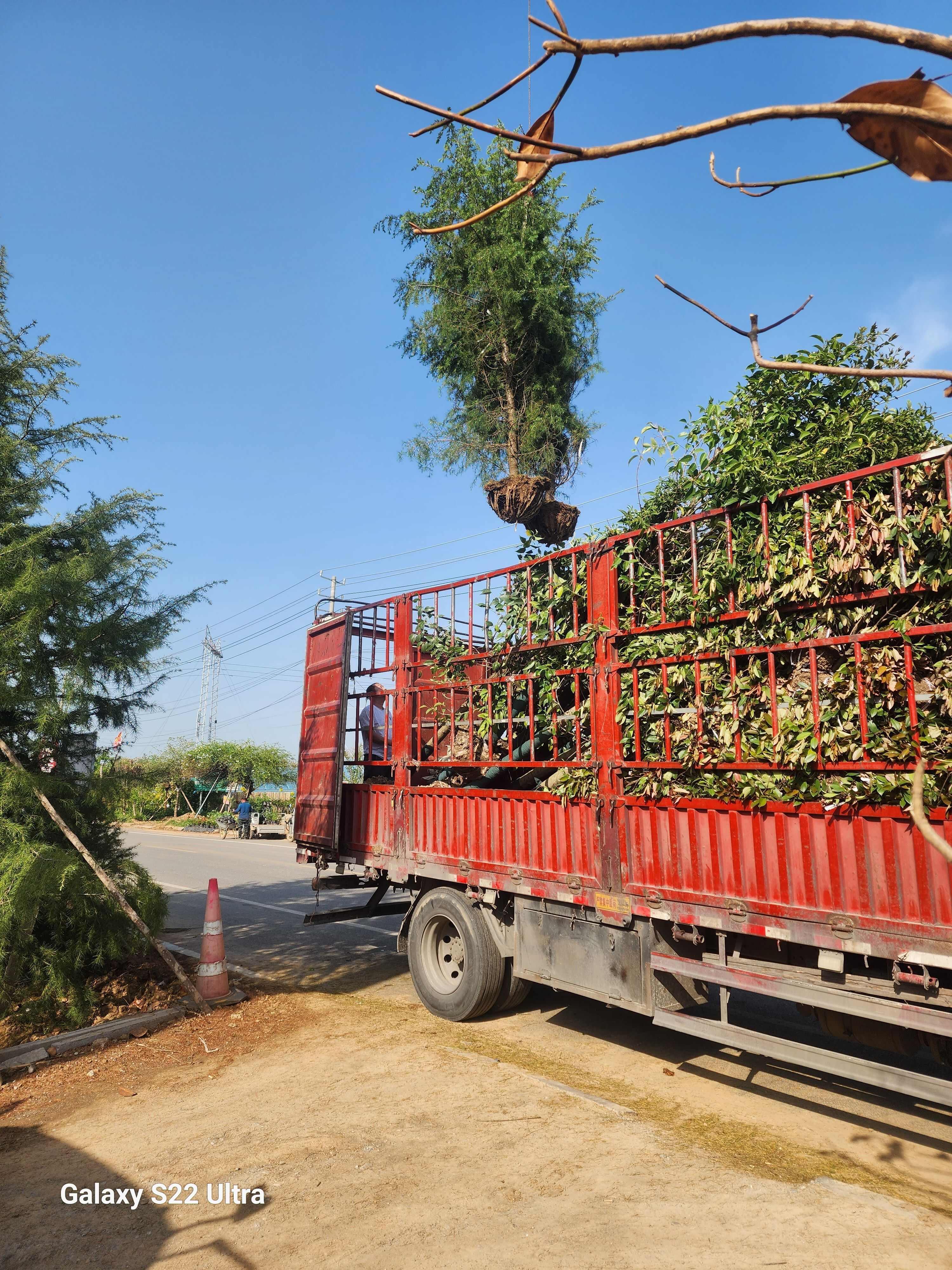 南京雪松苗木 江苏宿迁沭阳发货