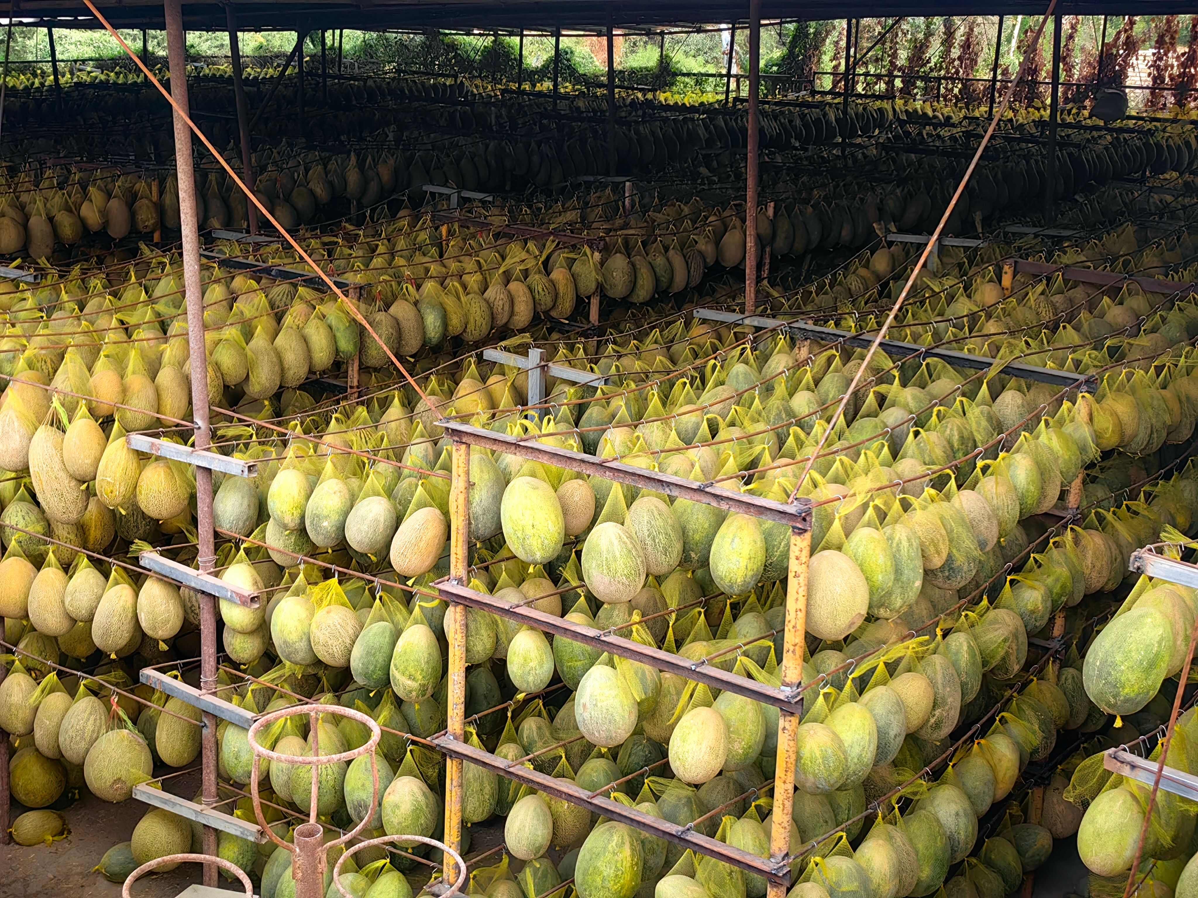 西域甜瓜 全年供应 不甜包退 产地直供 当季新鲜香甜蜜瓜