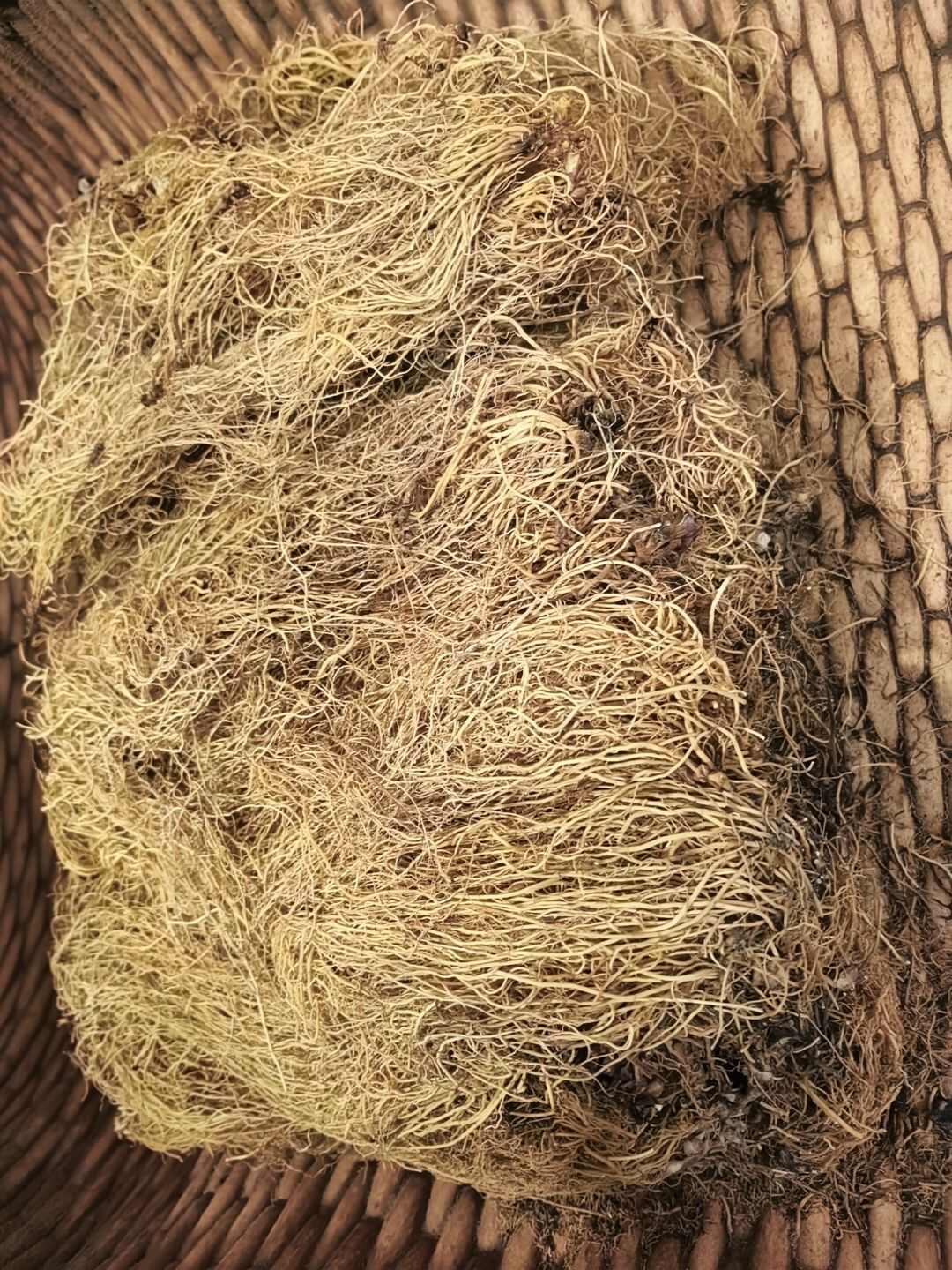 辽细辛 产地辽宁 今年新货上市 水洗细辛 干净泥沙 假一赔十