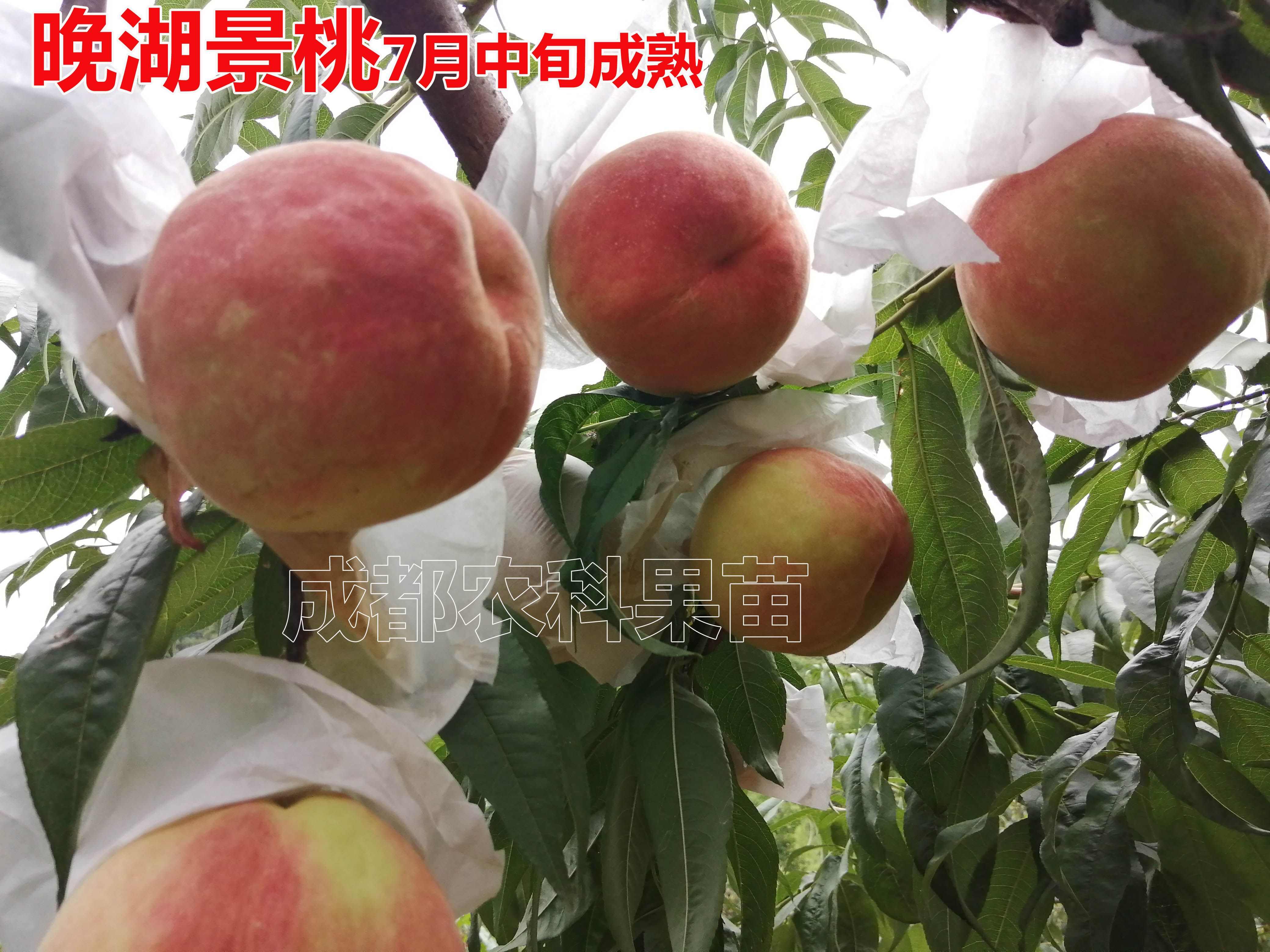 晚湖景水蜜桃嫁接桃树苗南北均可种植桃子树苗