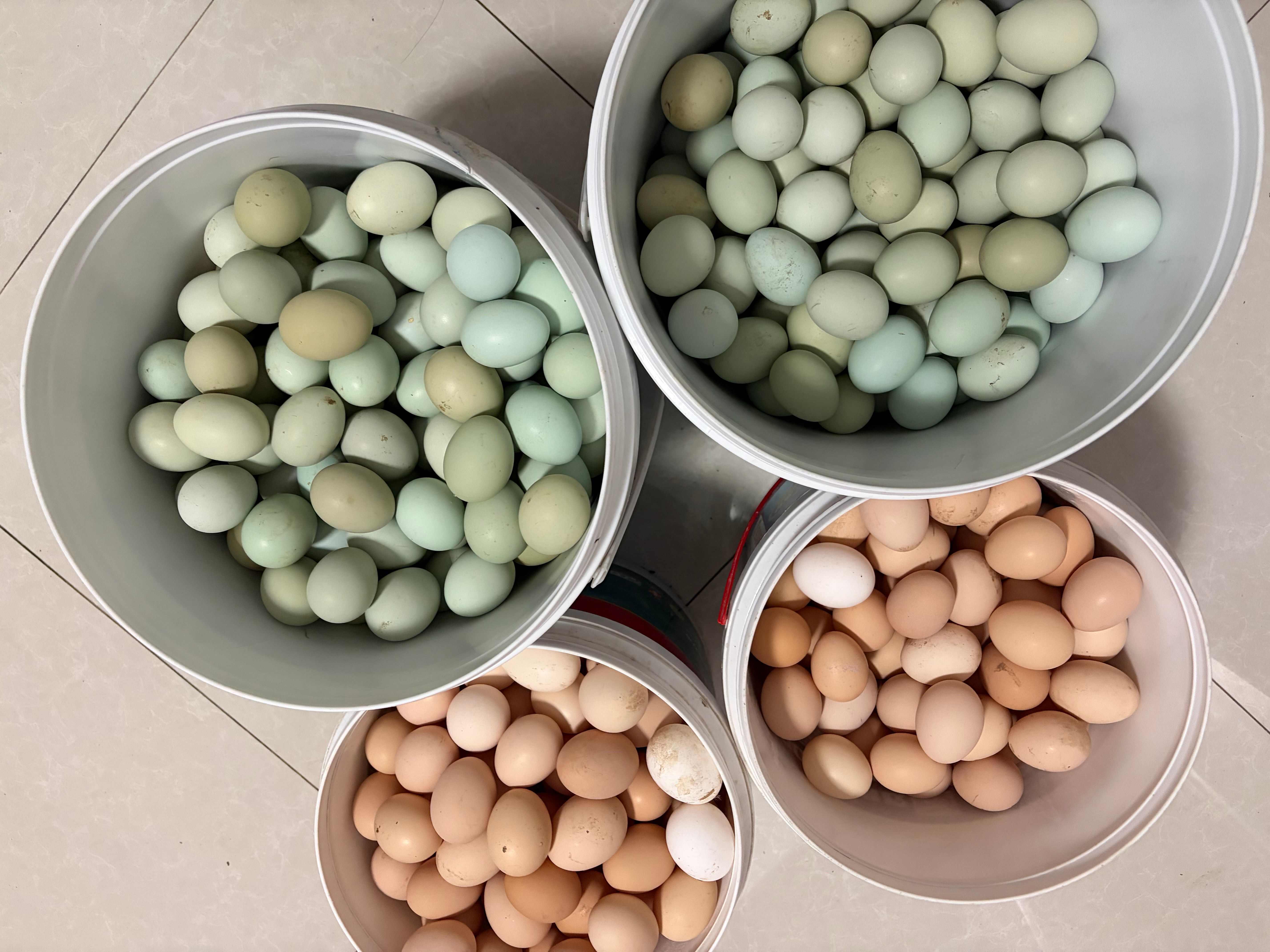 陕西宝鸡绿壳鸡蛋产地直发