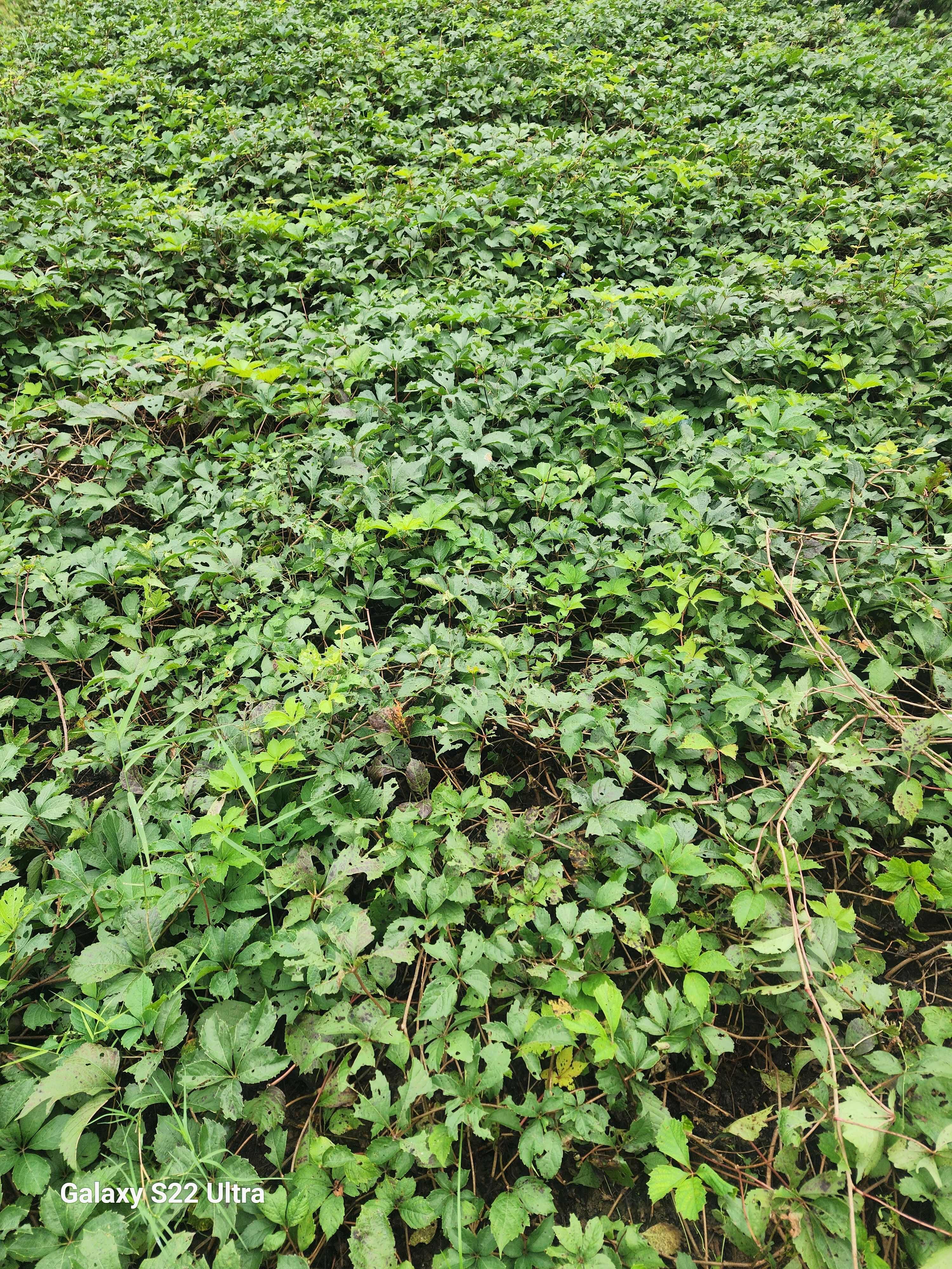 江苏沭阳五叶地锦 爬山虎苗木优质供应