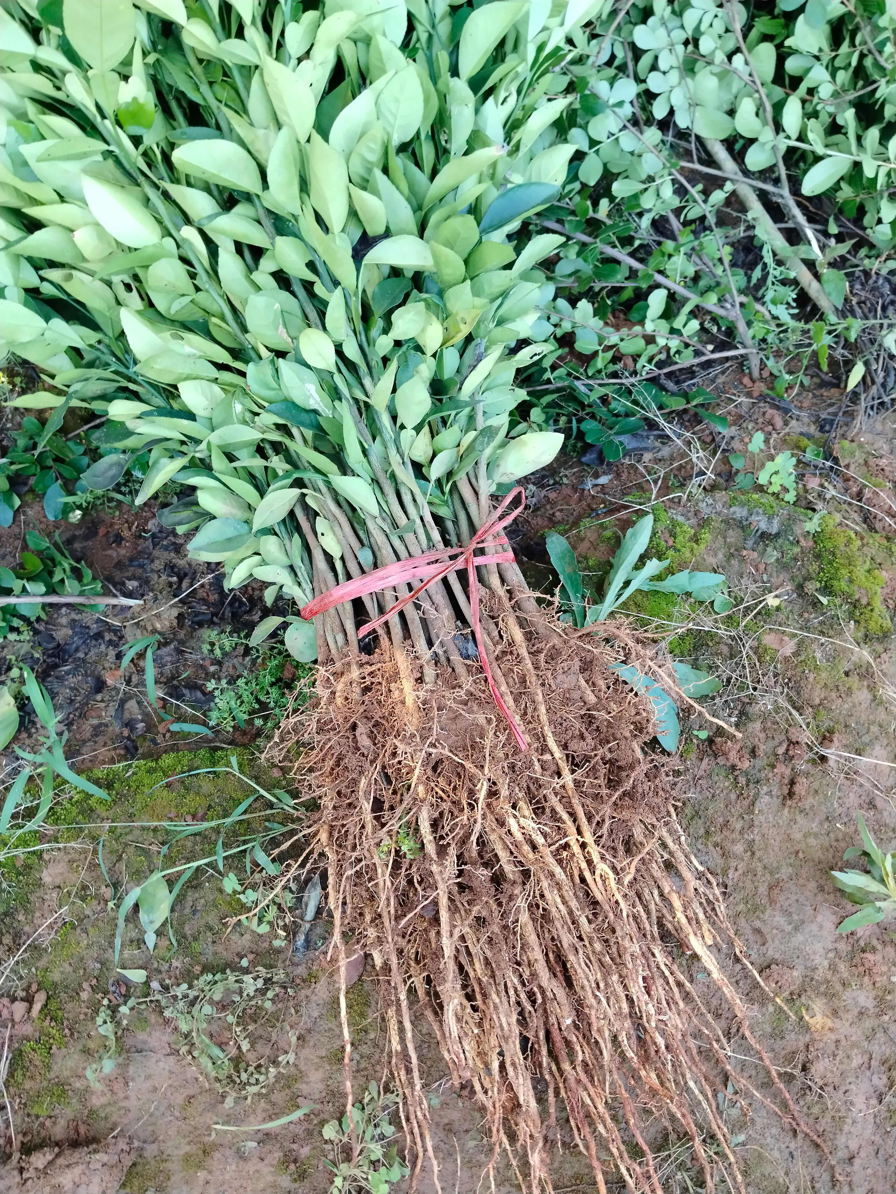 酸柚树苗酸柚实生苗酸柚砧木苗嫁接用