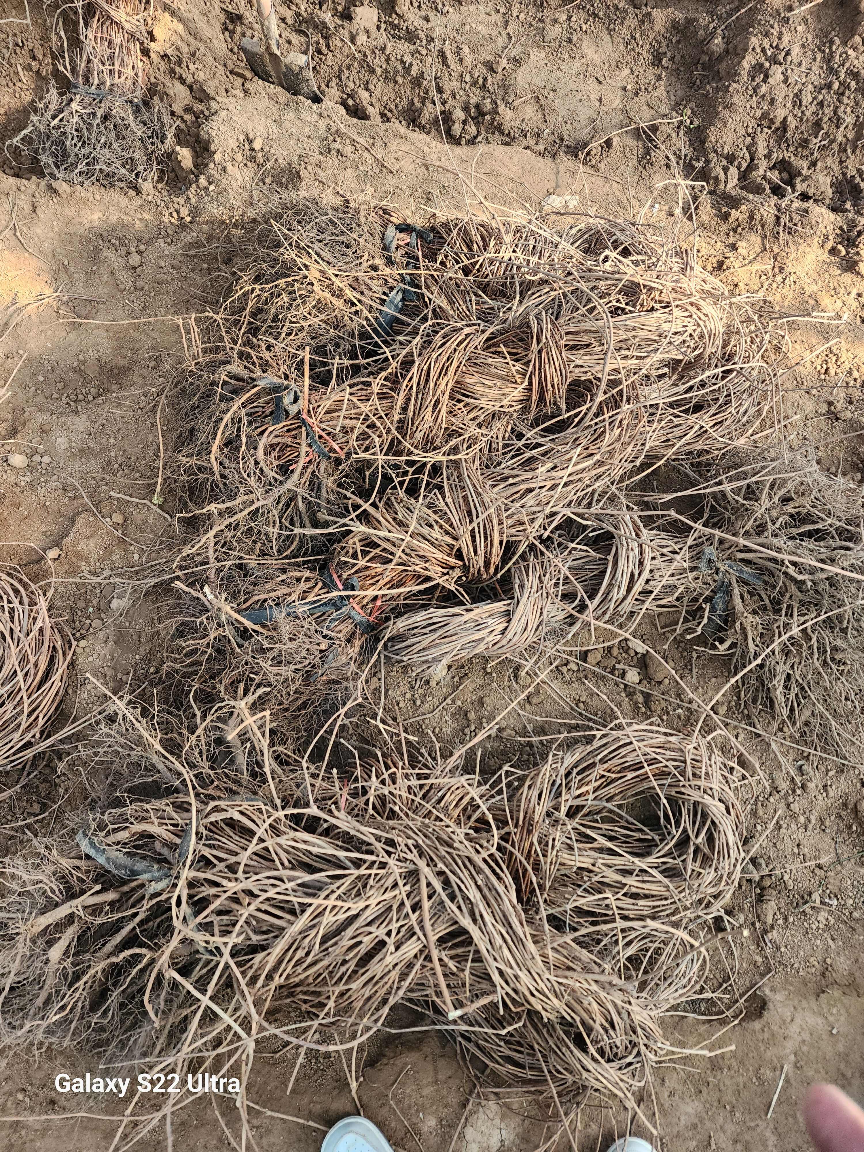 江苏沭阳五叶地锦 爬山虎苗木优质供应