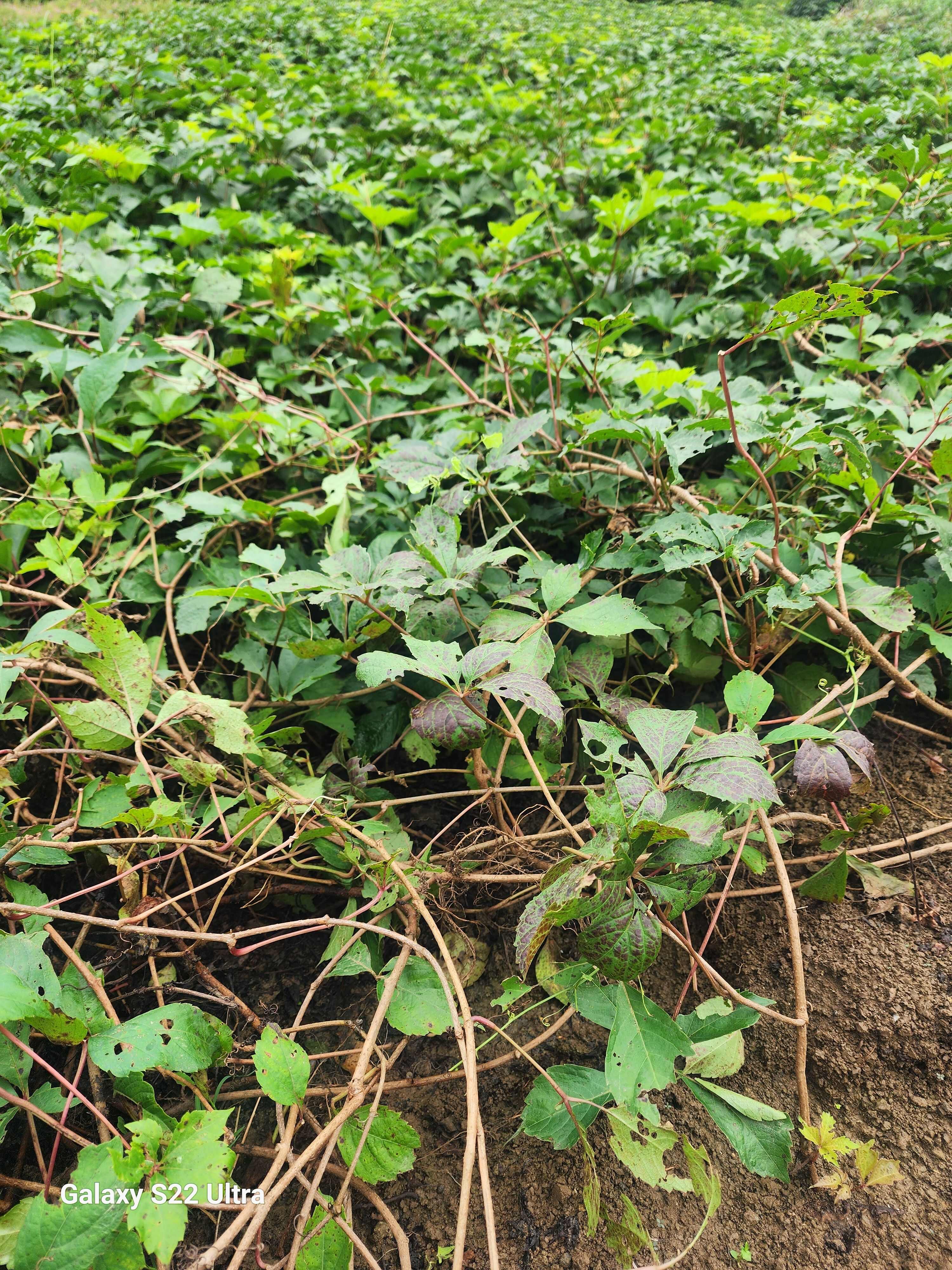 江苏沭阳五叶地锦 爬山虎苗木优质供应