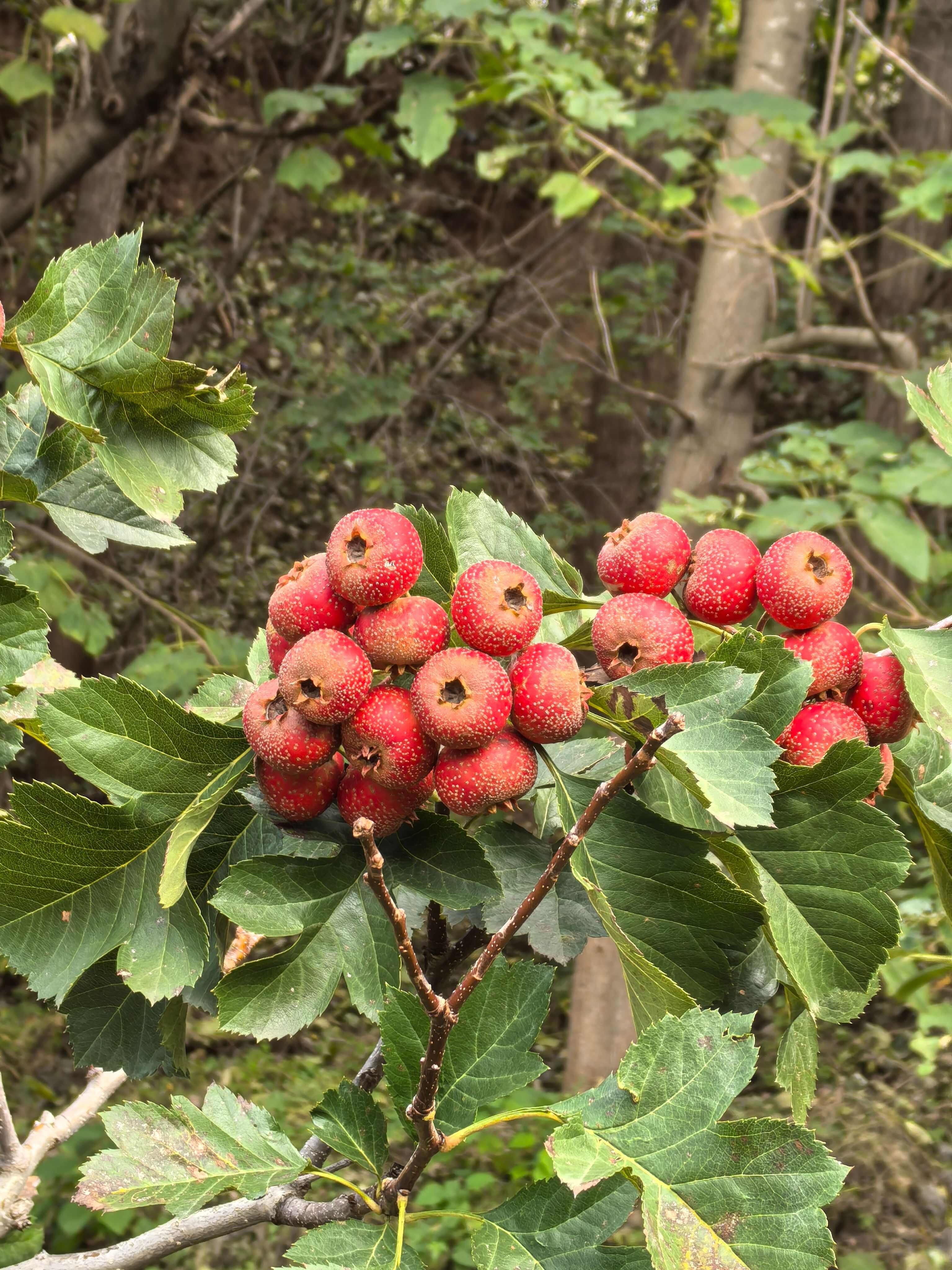 大金星山楂 山东潍坊产地直发 核果类水果