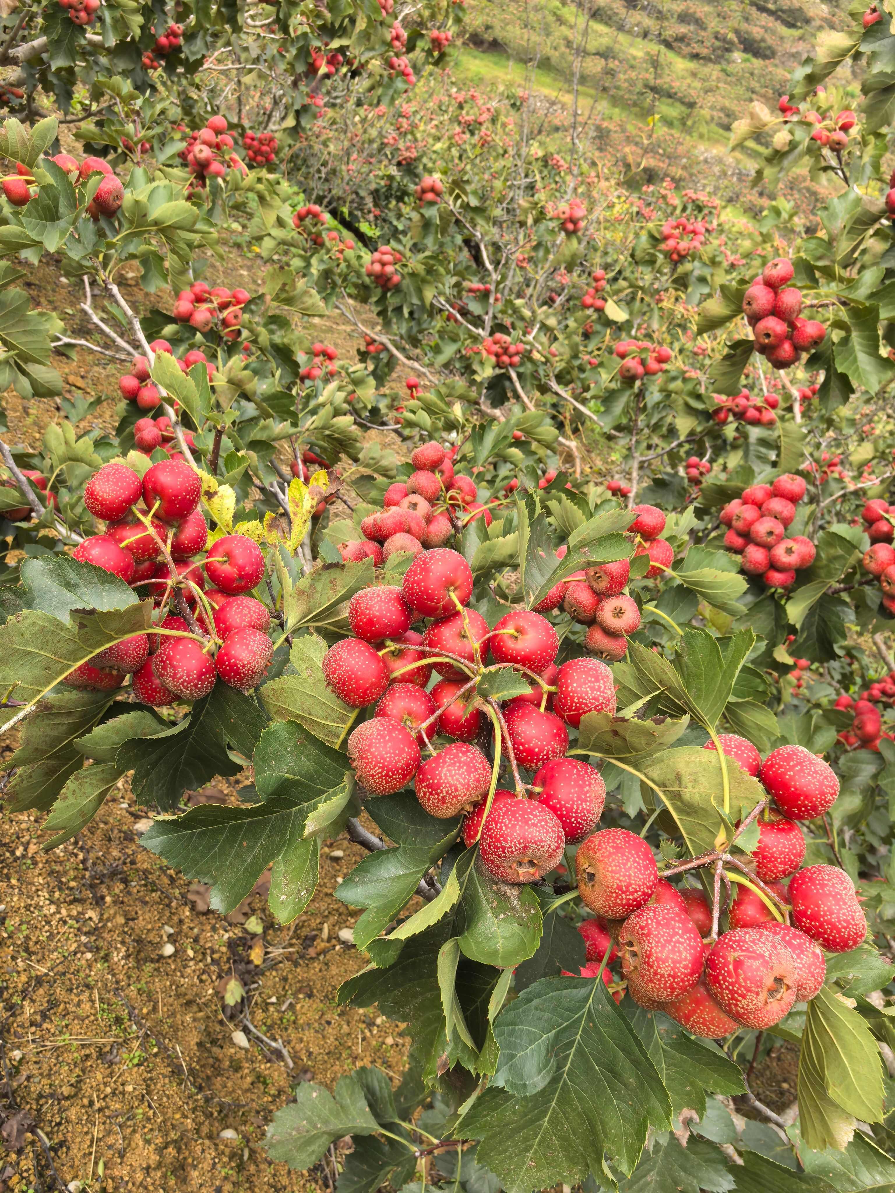大金星，量大几十万斤