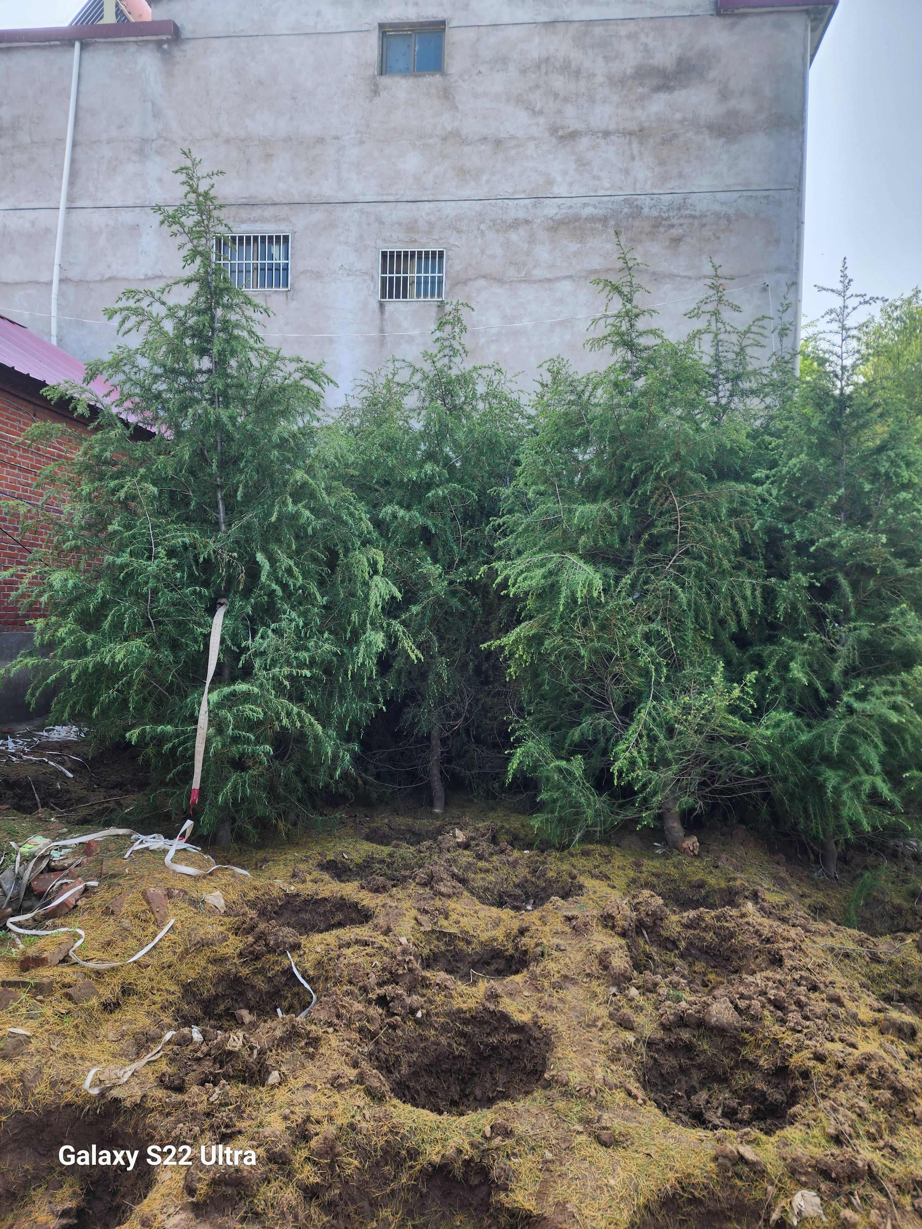 南京雪松苗木 江苏宿迁沭阳发货