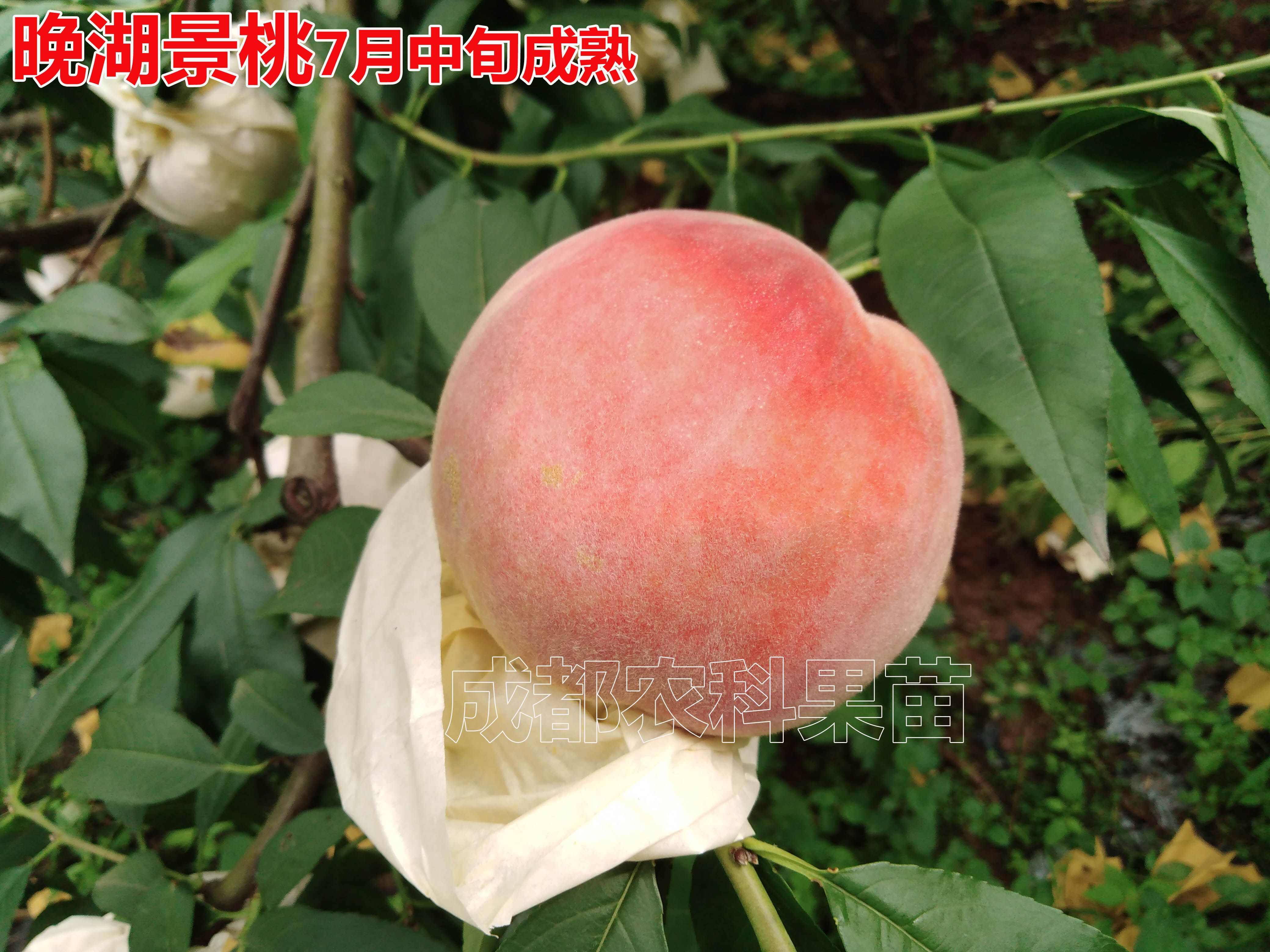 晚湖景水蜜桃嫁接桃树苗南北均可种植桃子树苗