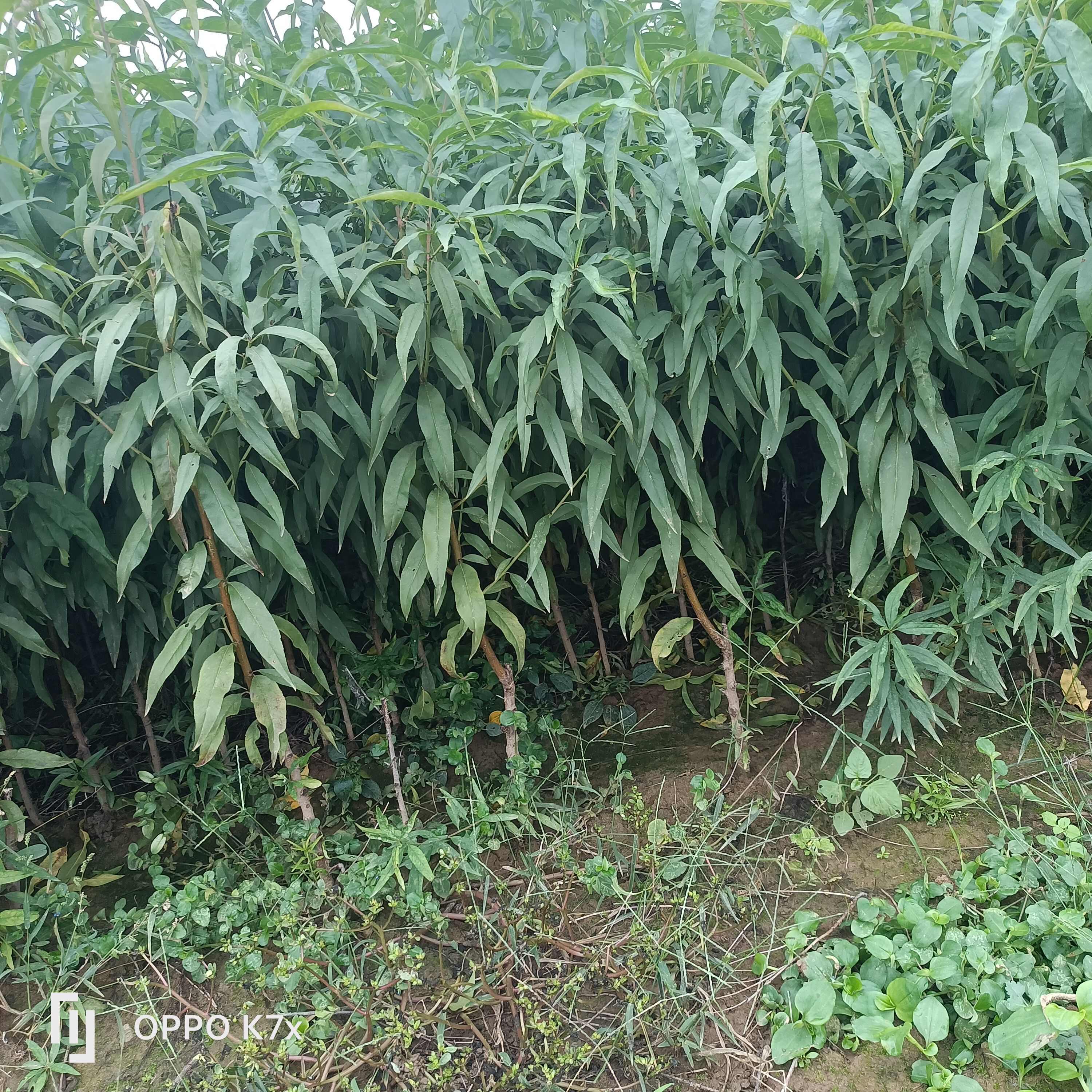 优质桃品种，霸王脆，中桃25，中桃24红肉桃树苗等