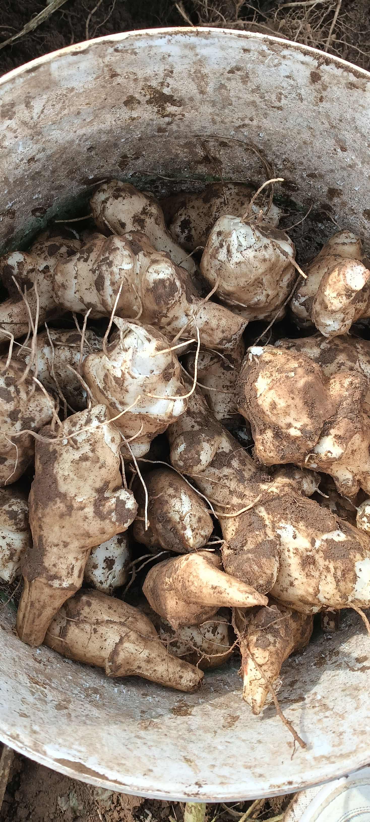 优质白皮洋姜热卖中