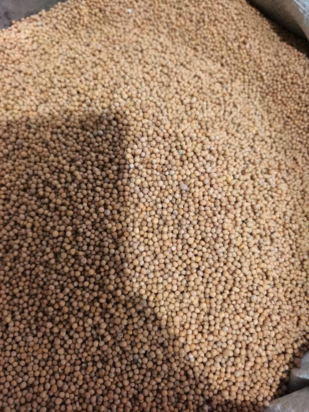 白芥子 地道药材 新货 味道浓郁 承诺假一赔十