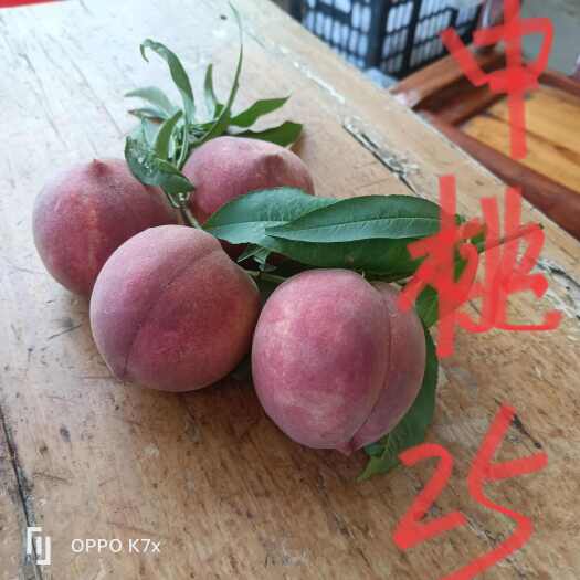 桐柏县优质桃品种，霸王脆，中桃25，中桃24红肉桃树苗等