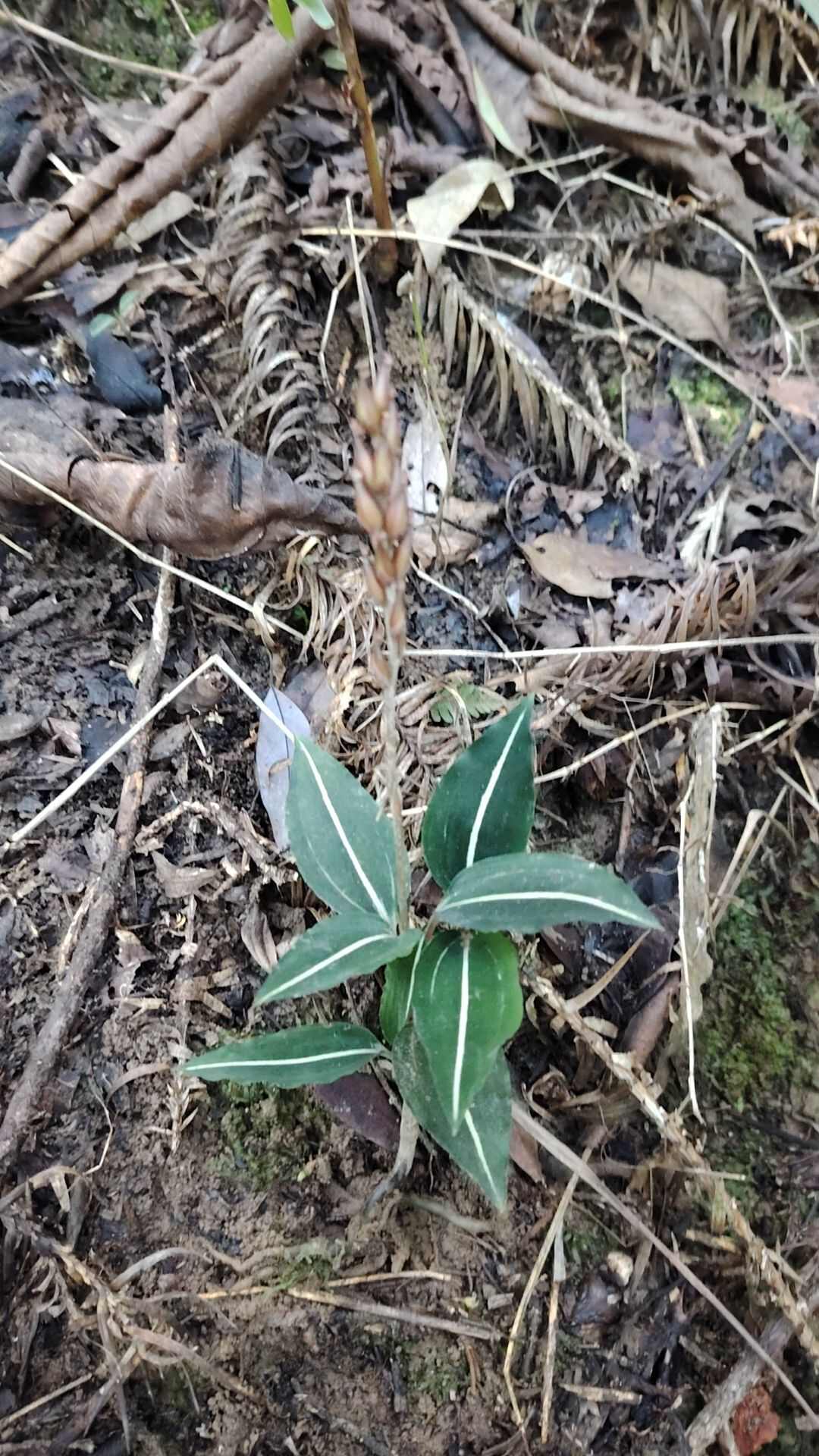 蛇菰，回春草，文王一支笔