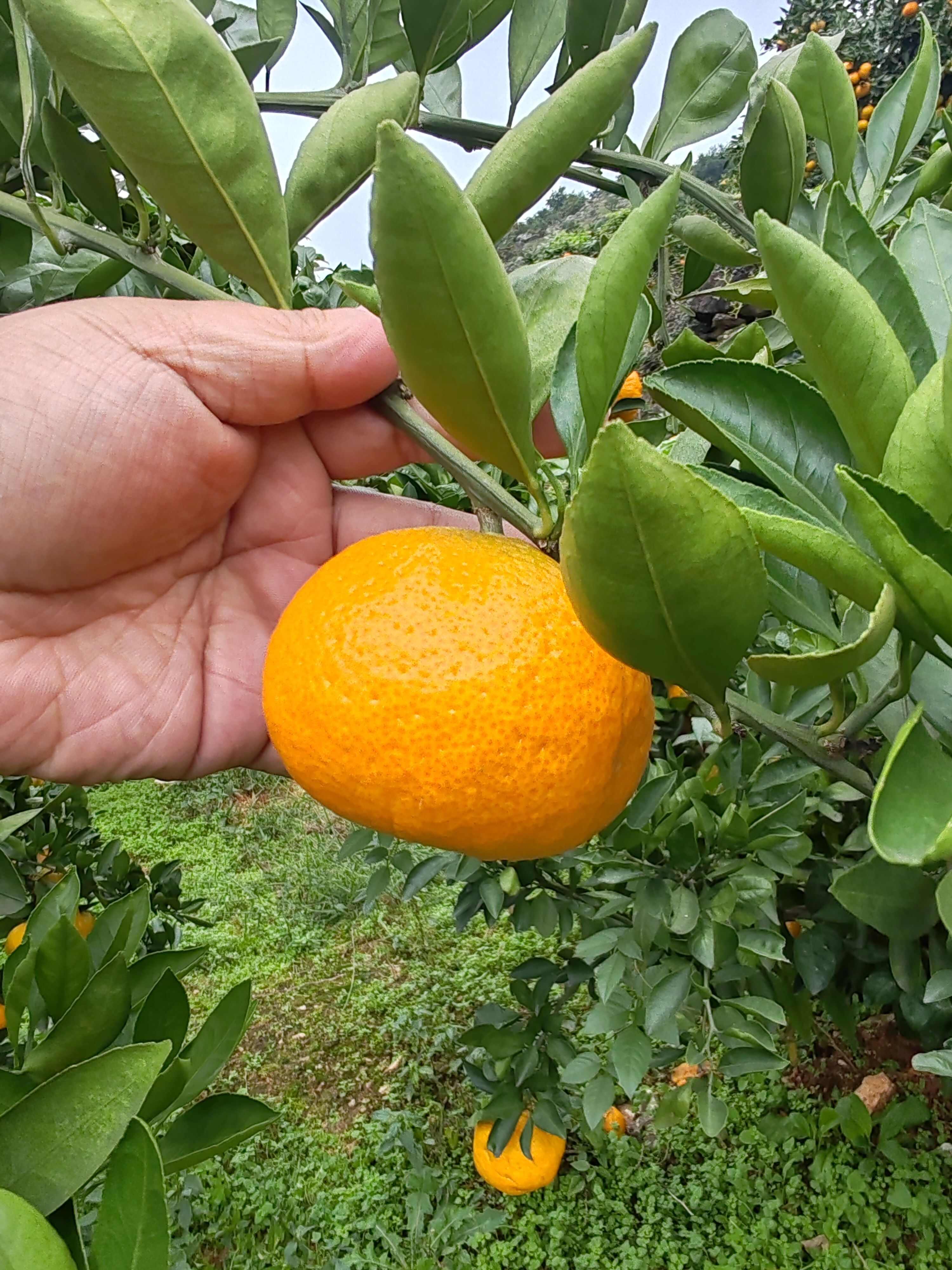 丹江口蜜橘 橘子 小叶蜜橘 产地直发 质量三包