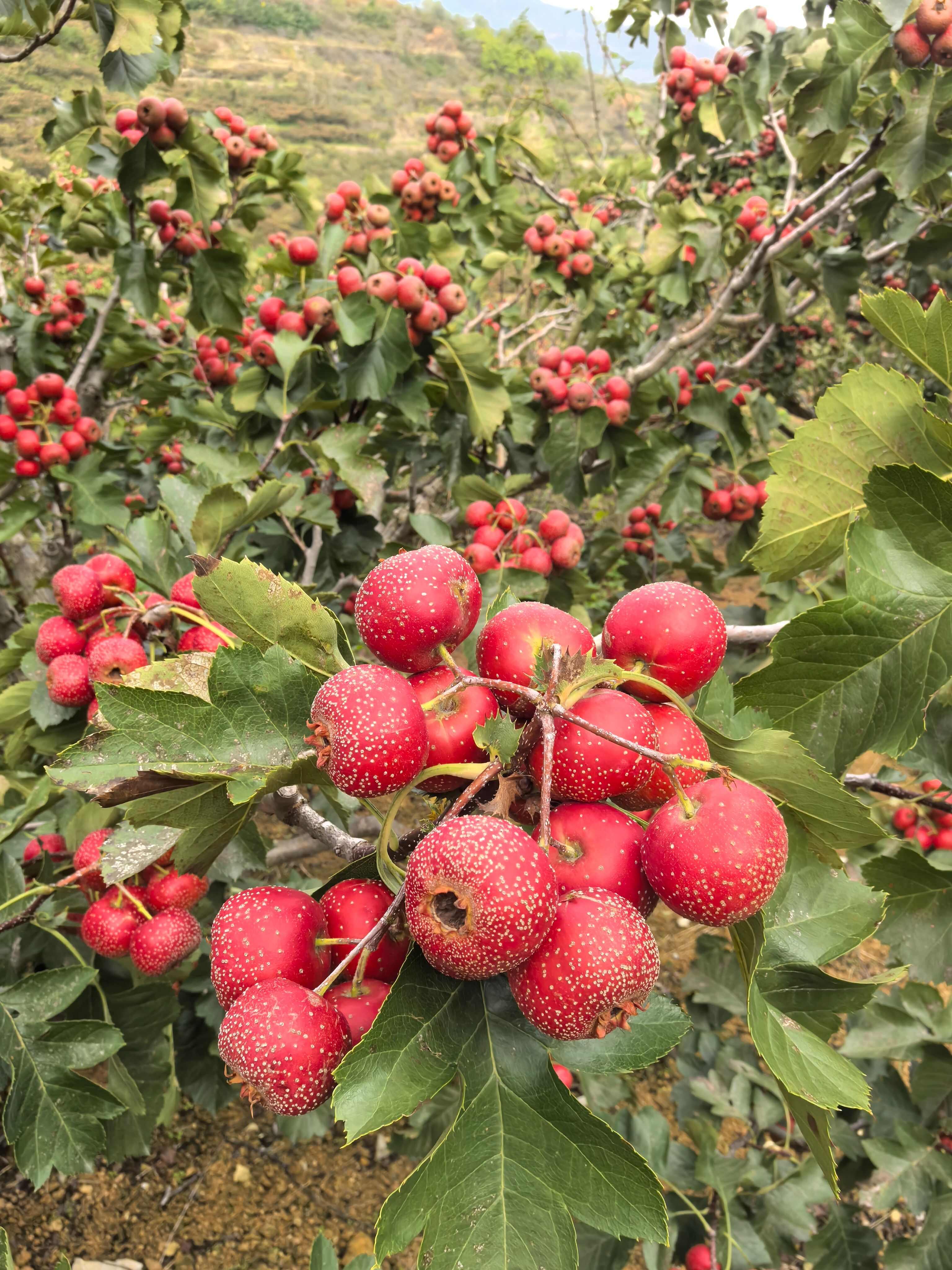 大金星，量大几十万斤