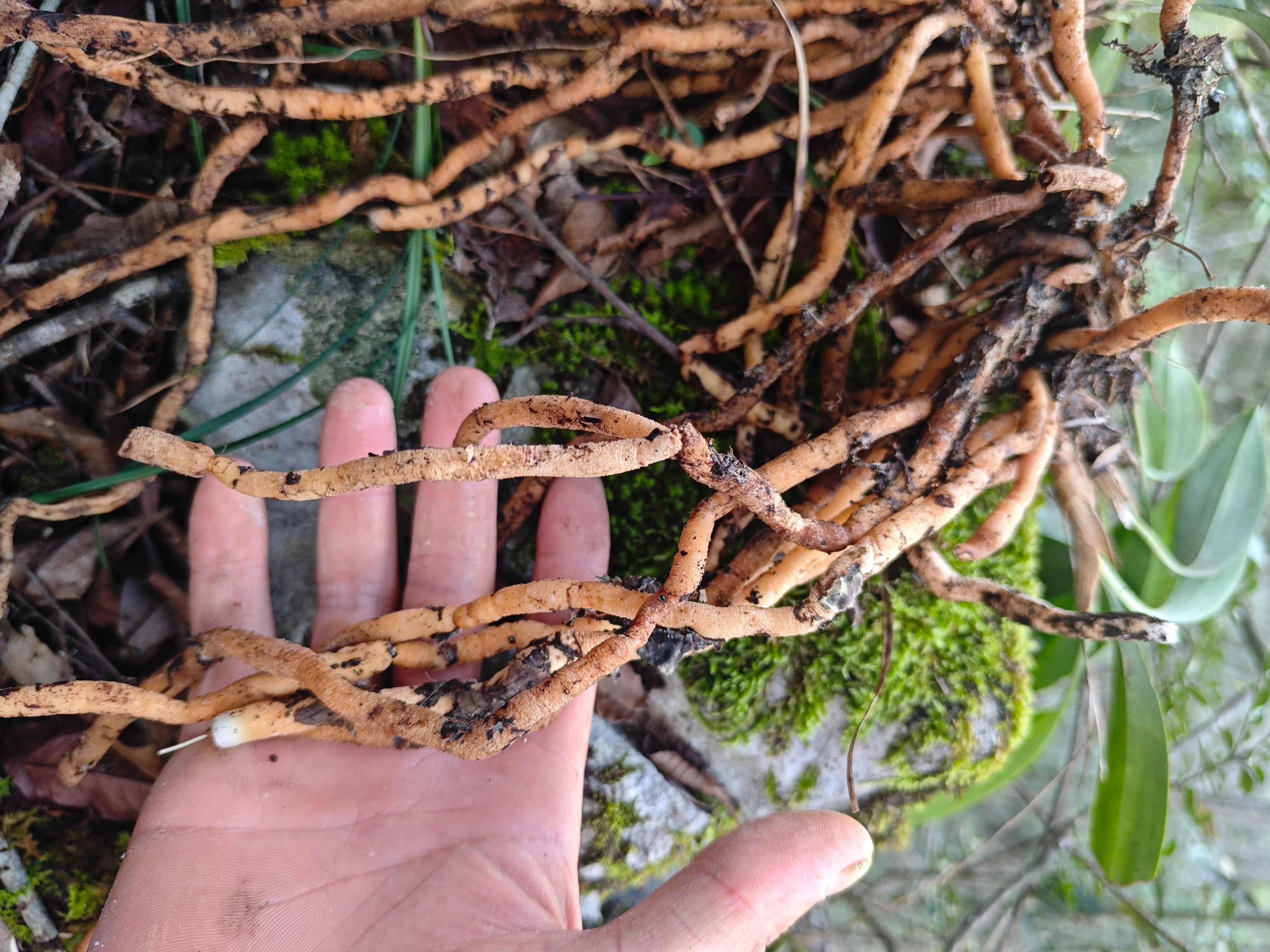 黄精，贵州山货