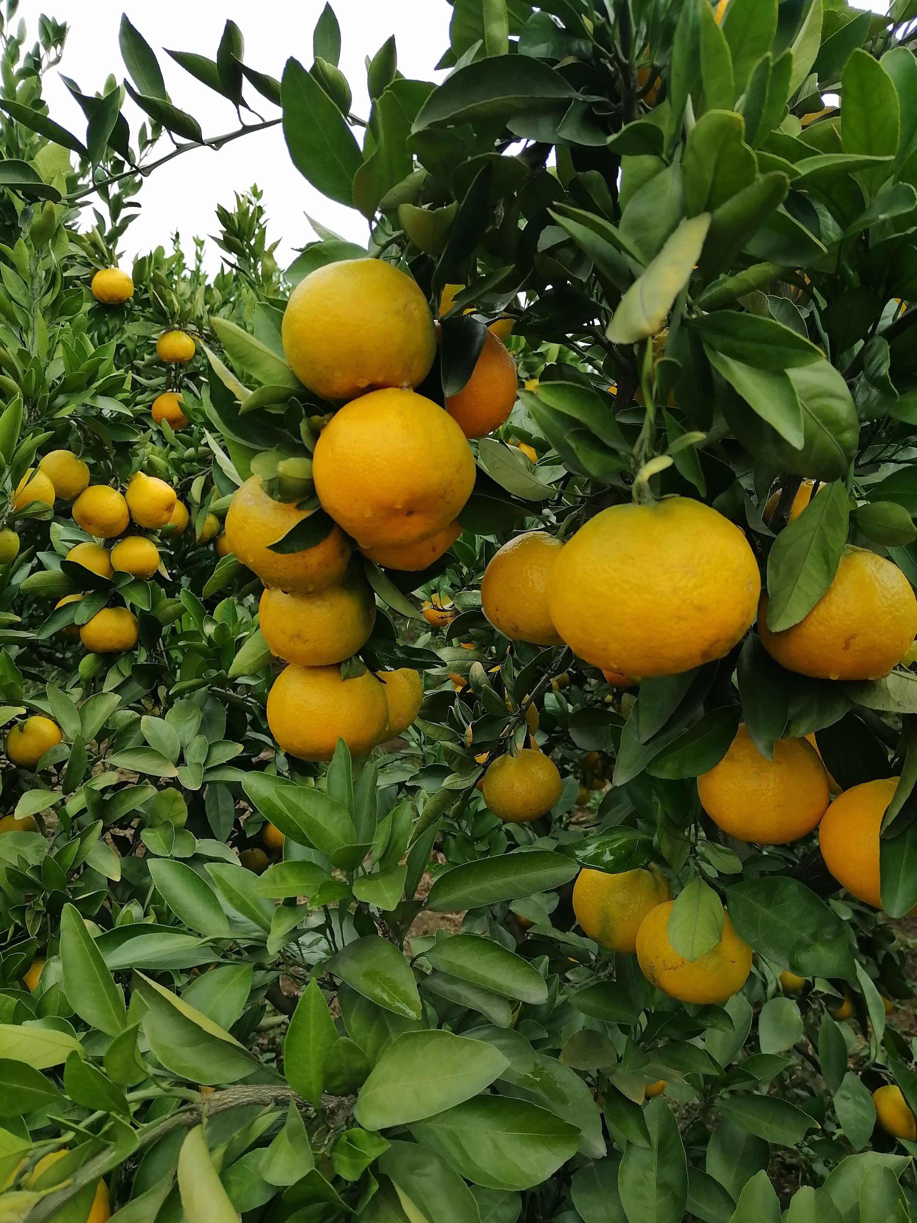 湖北公安县无核蜜桔皮薄多汁入口清甜