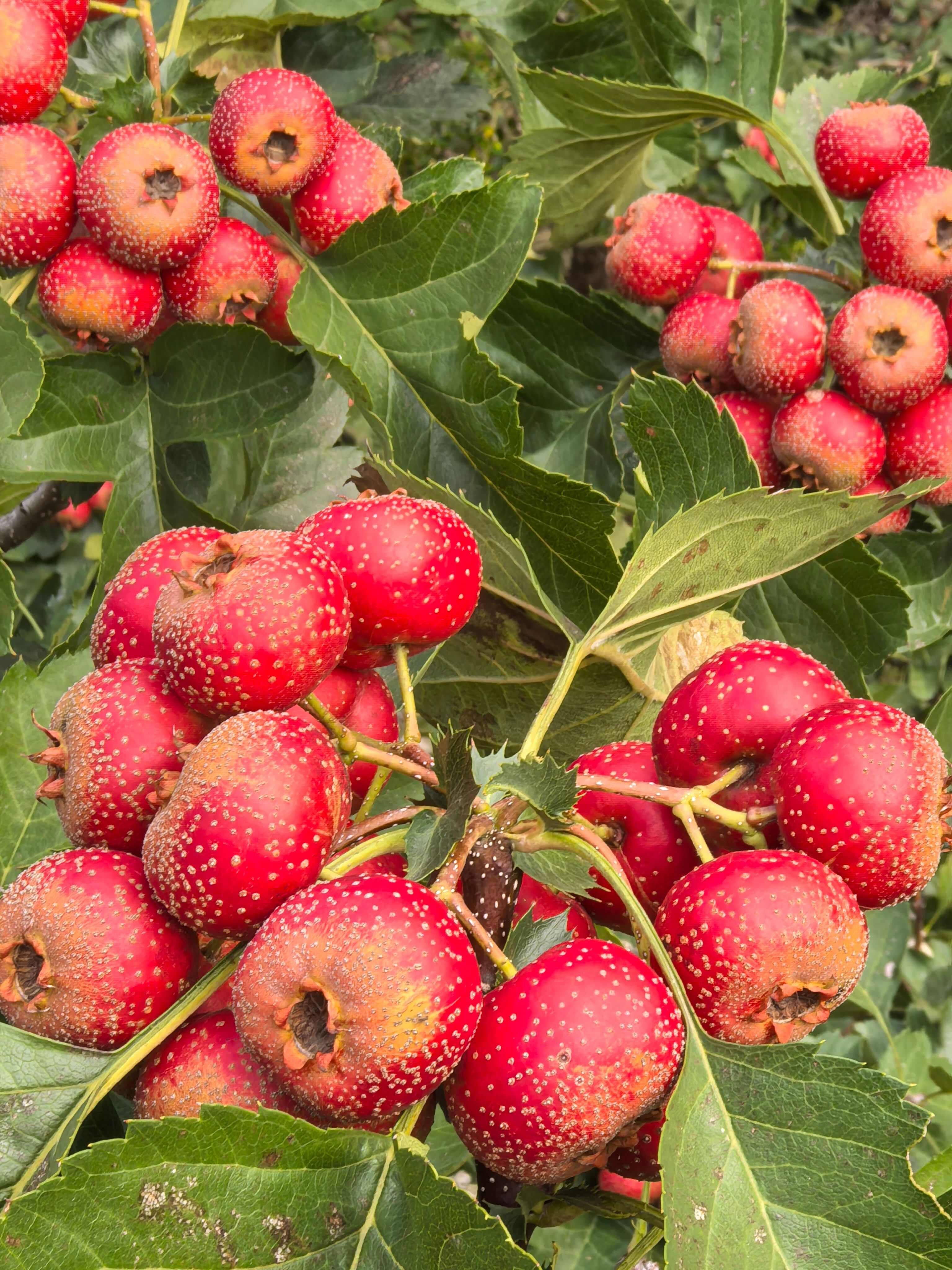 大金星，量大几十万斤