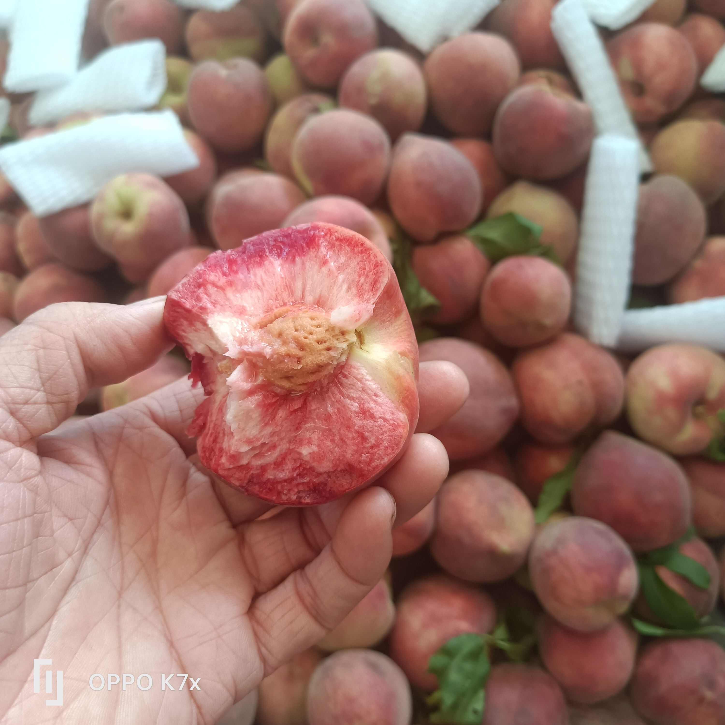 优质桃品种，霸王脆，中桃25，中桃24红肉桃树苗等